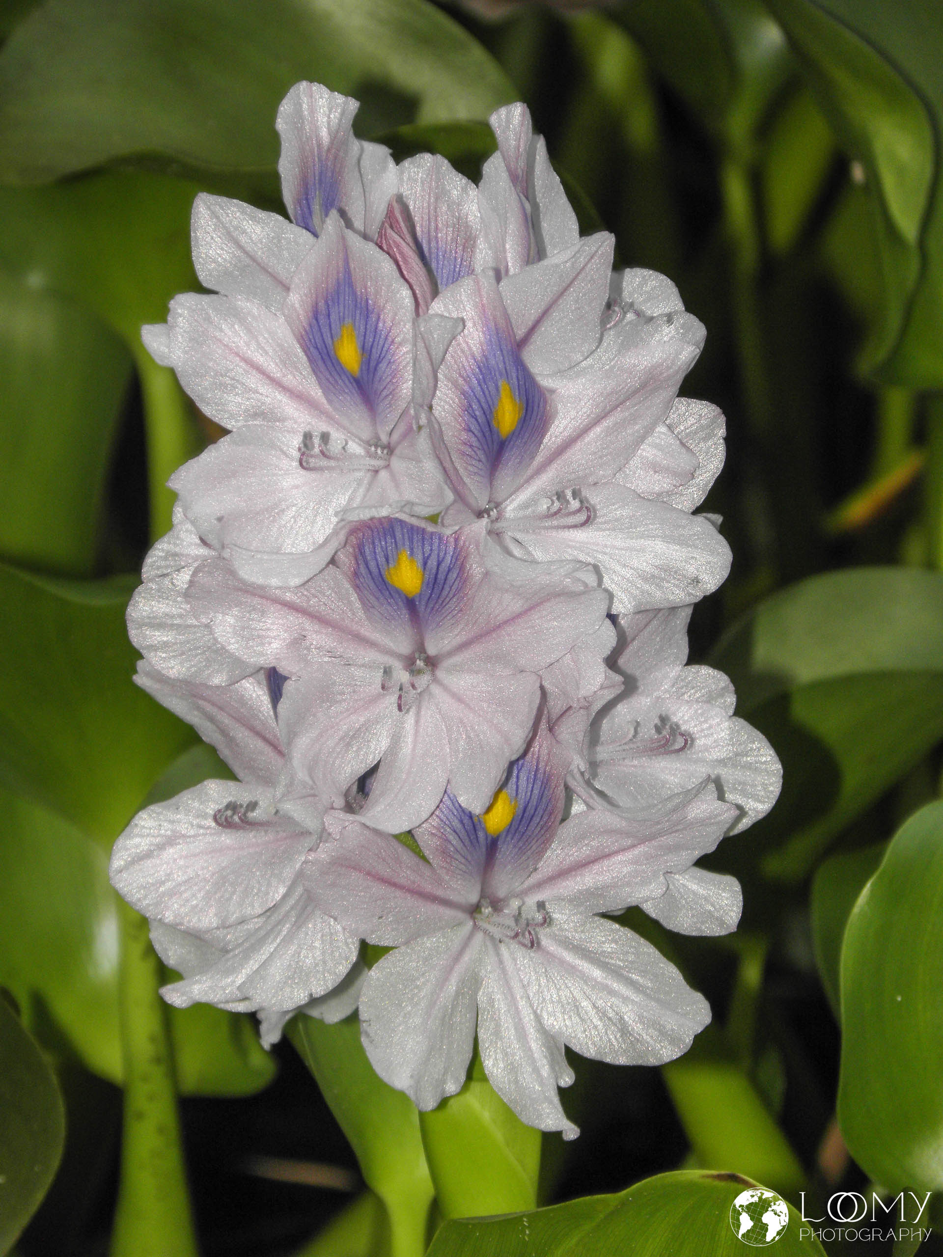 Wasserhyazinthe