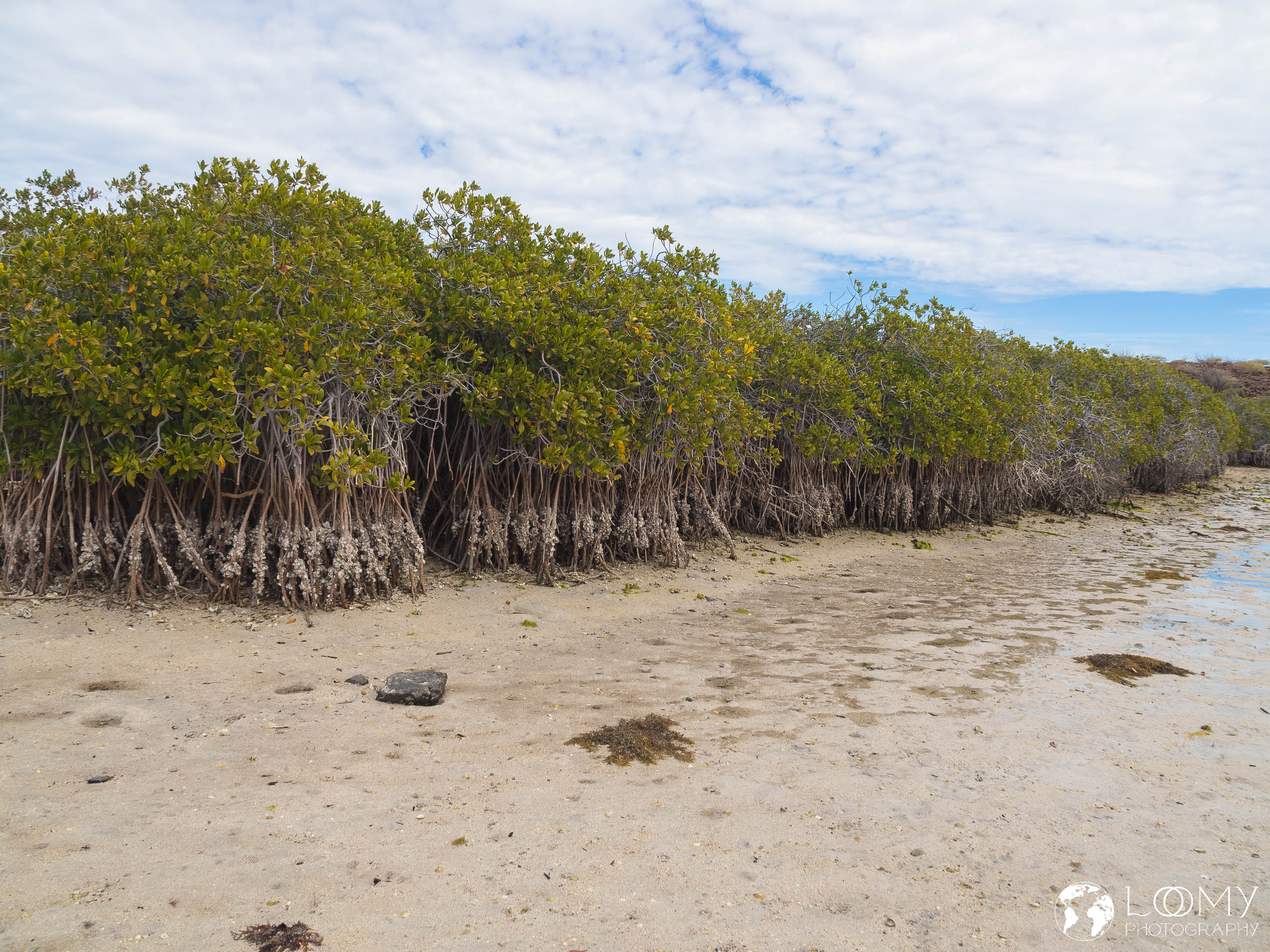 Rote Mangrove