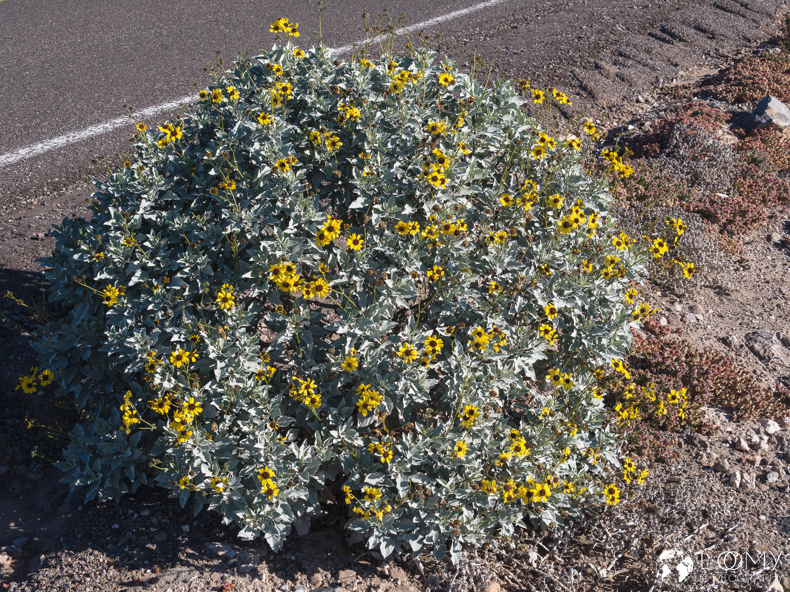 Brittlebush