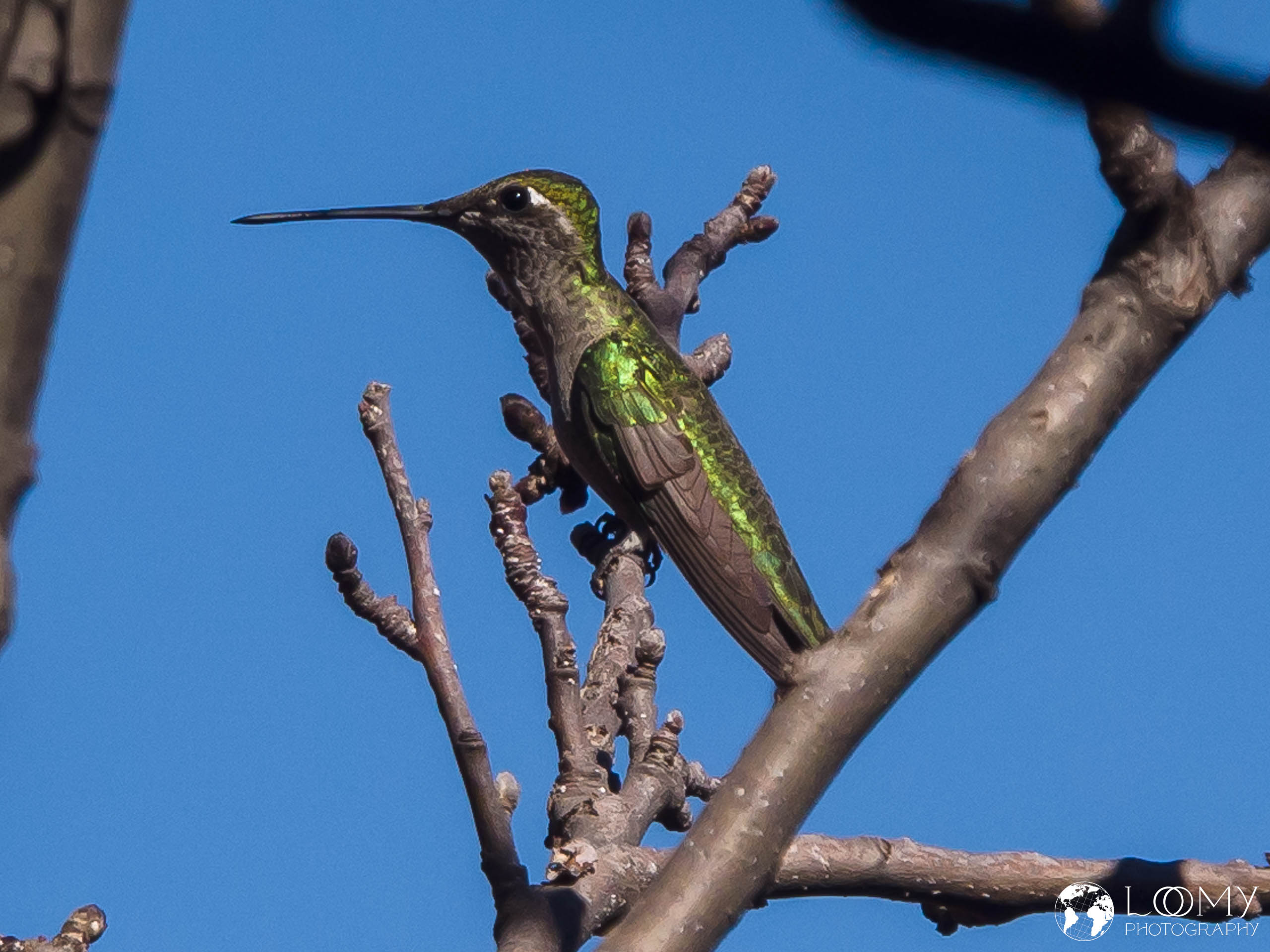Violettkron-Brilliantkolibri