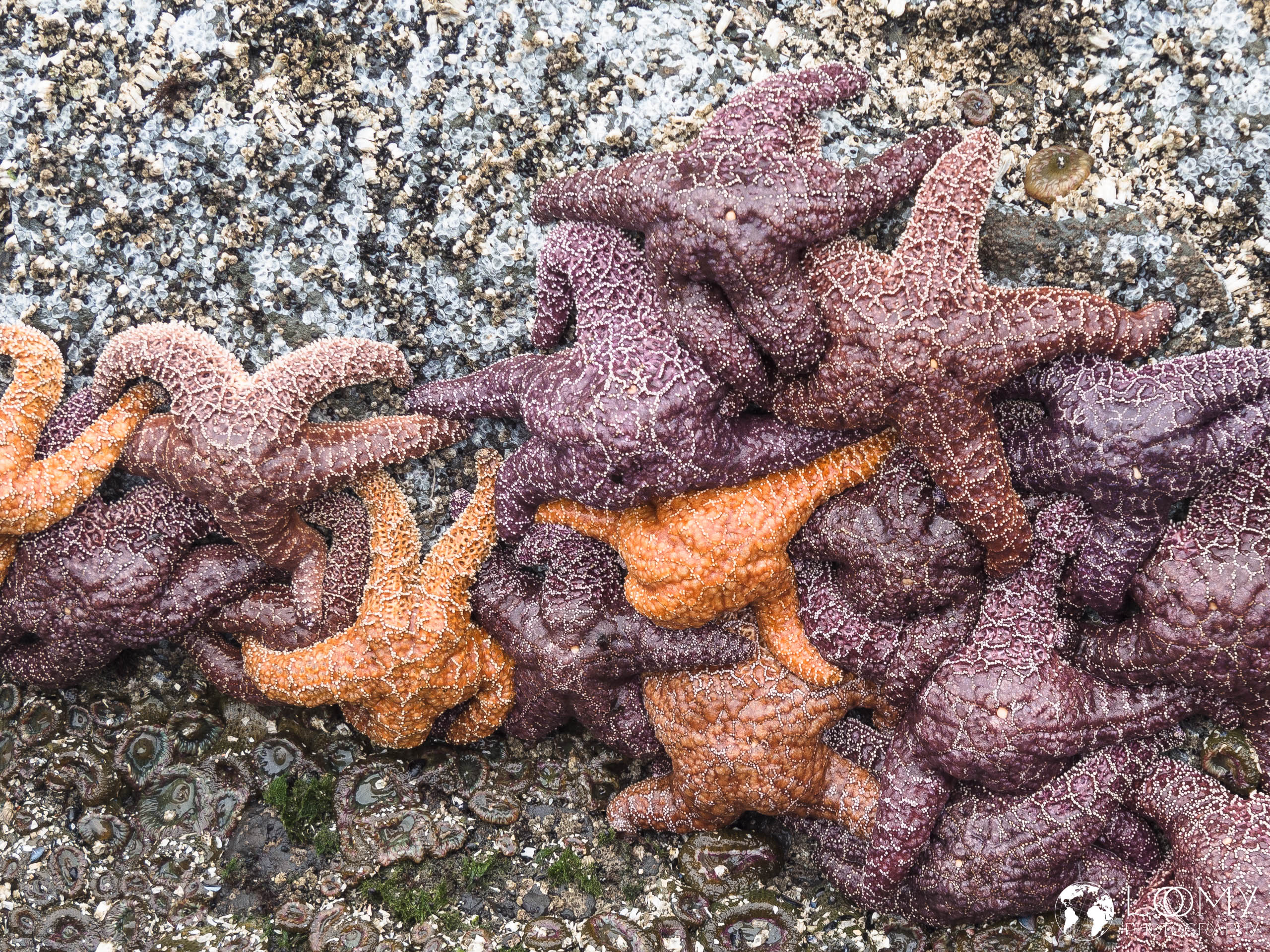 Purple Ochre Sea Star