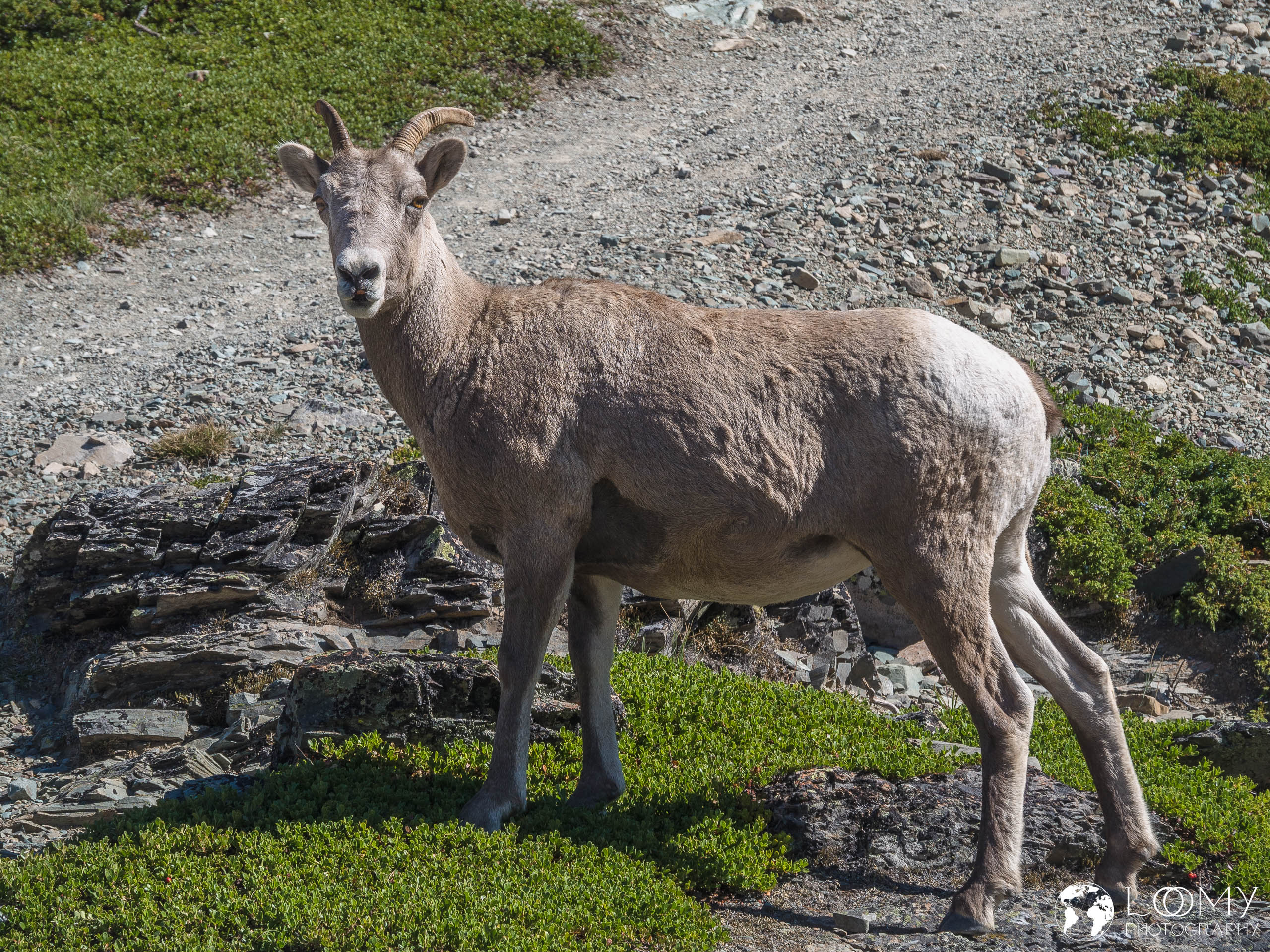 Bighorn Mountain Sheep