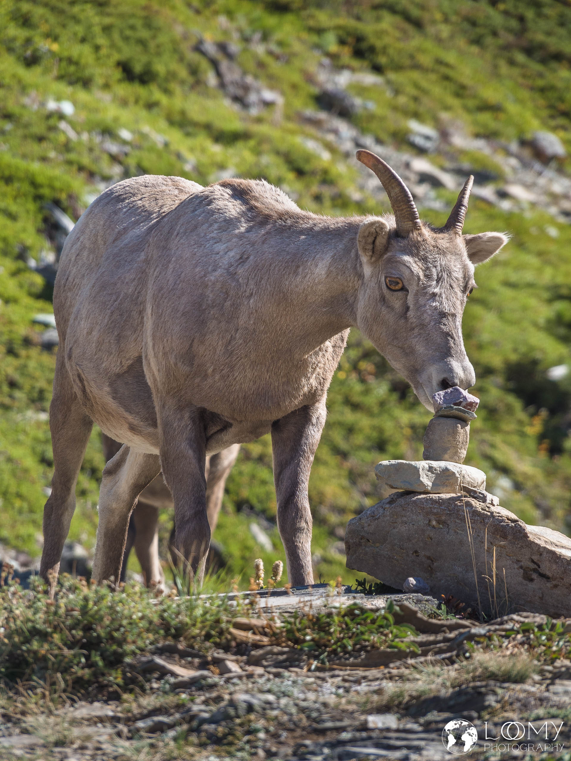 Bighorn Mountain Sheep