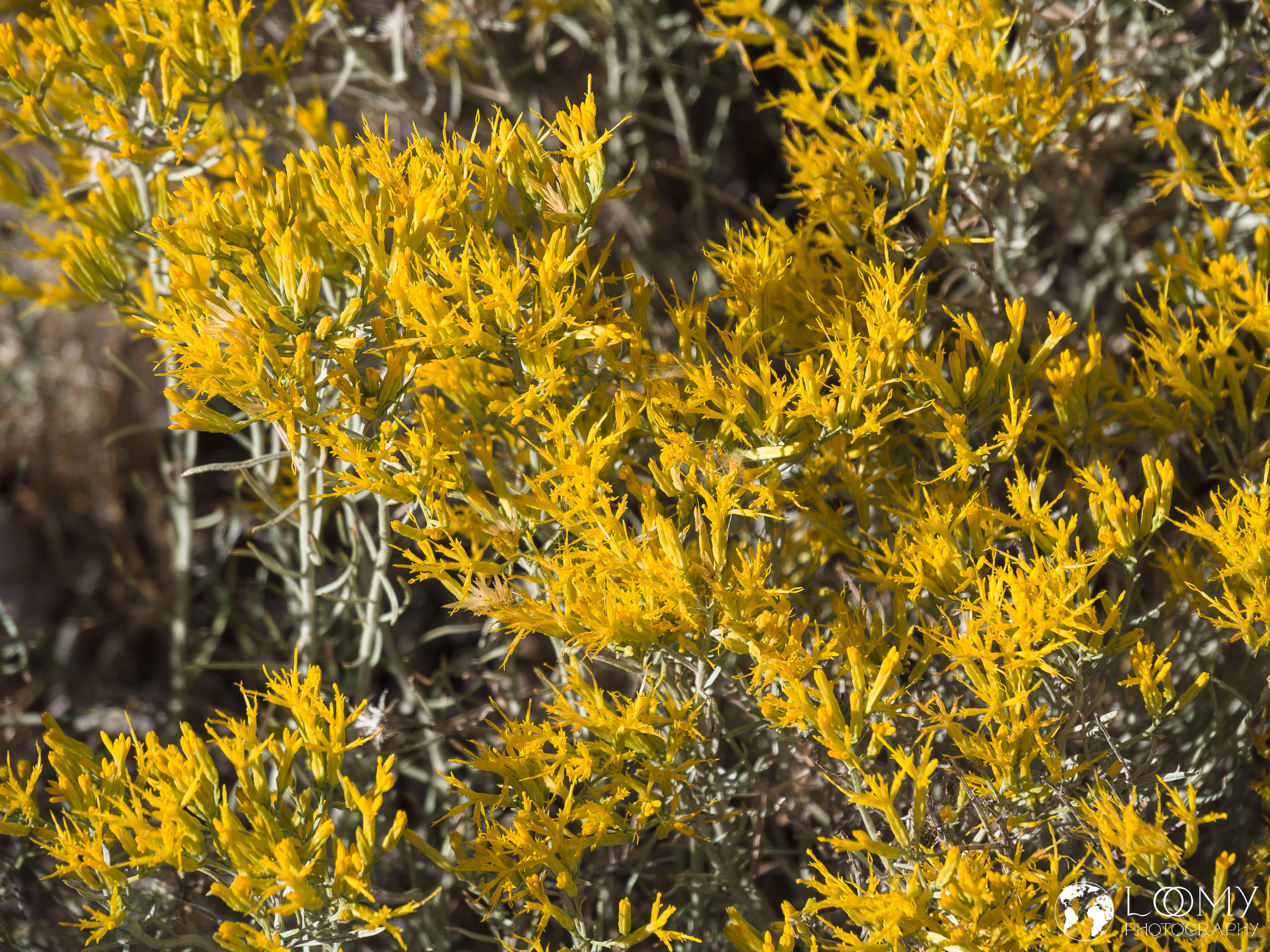 Laceleaf Green Rabbitbrush