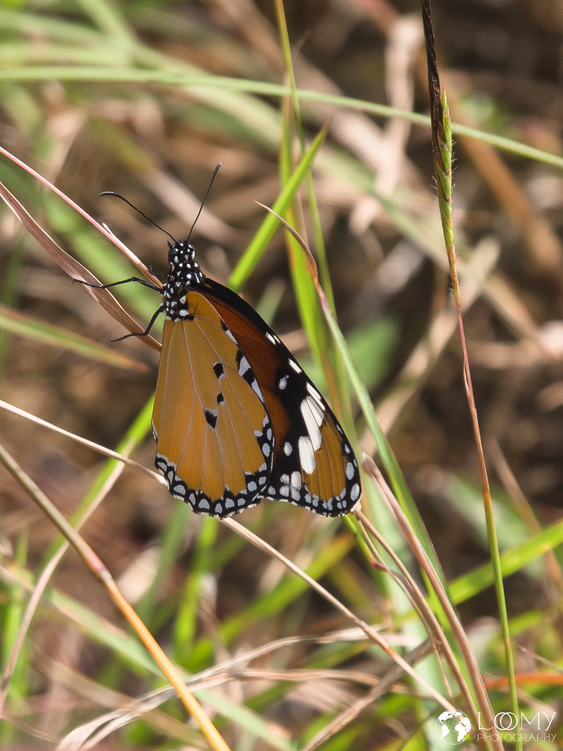 Kleiner Monarch