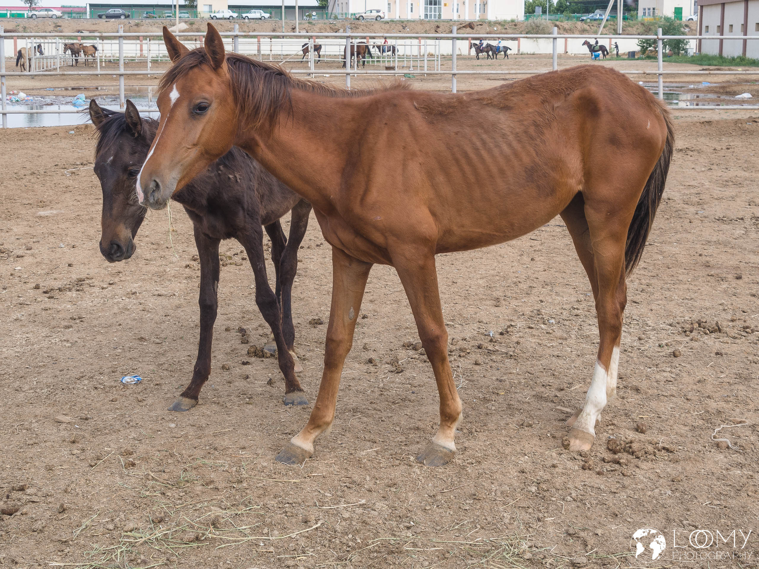 Achal-Tekkiner Pferde