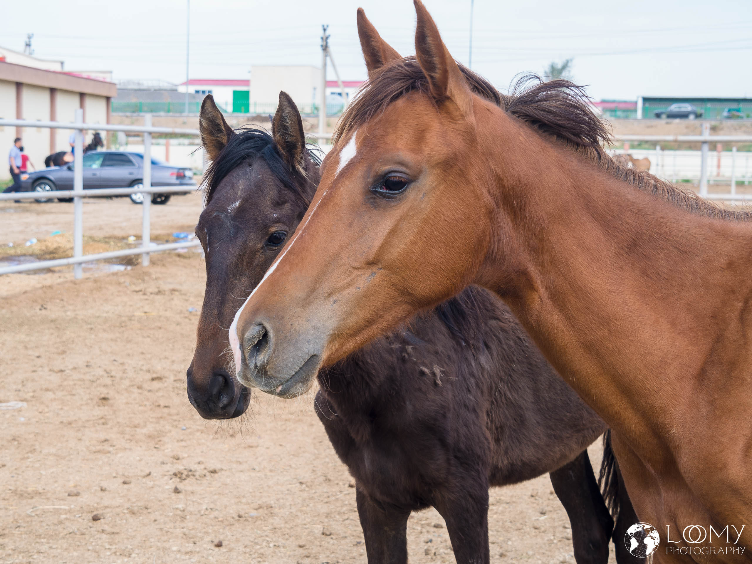 Achal-Tekkiner Pferde