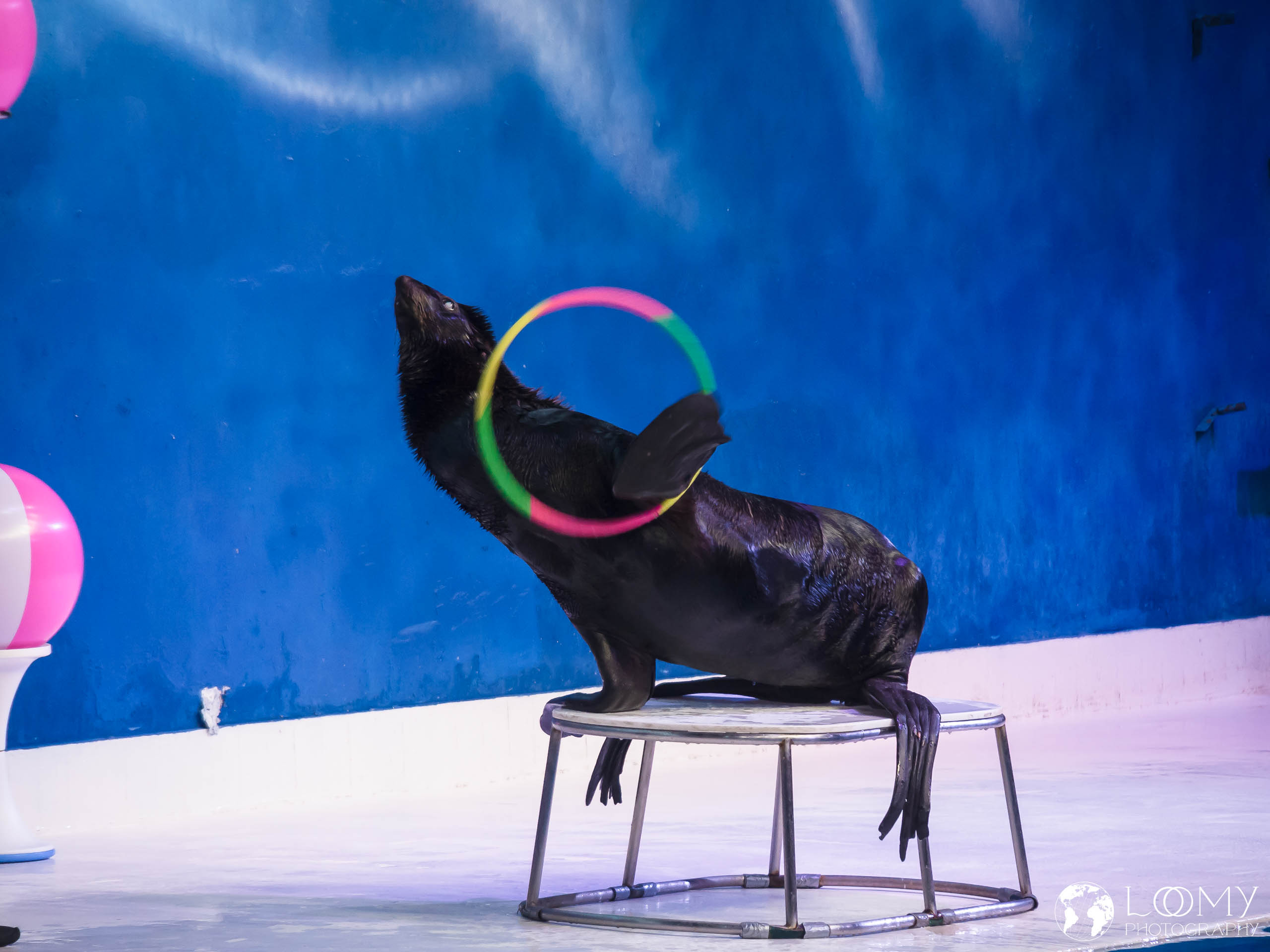 Dolphinarium