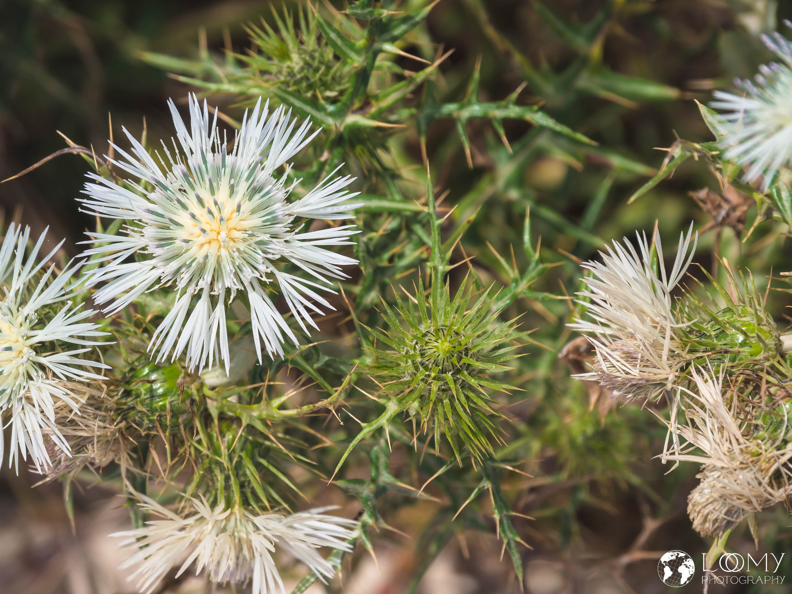 Milchfleckdistel