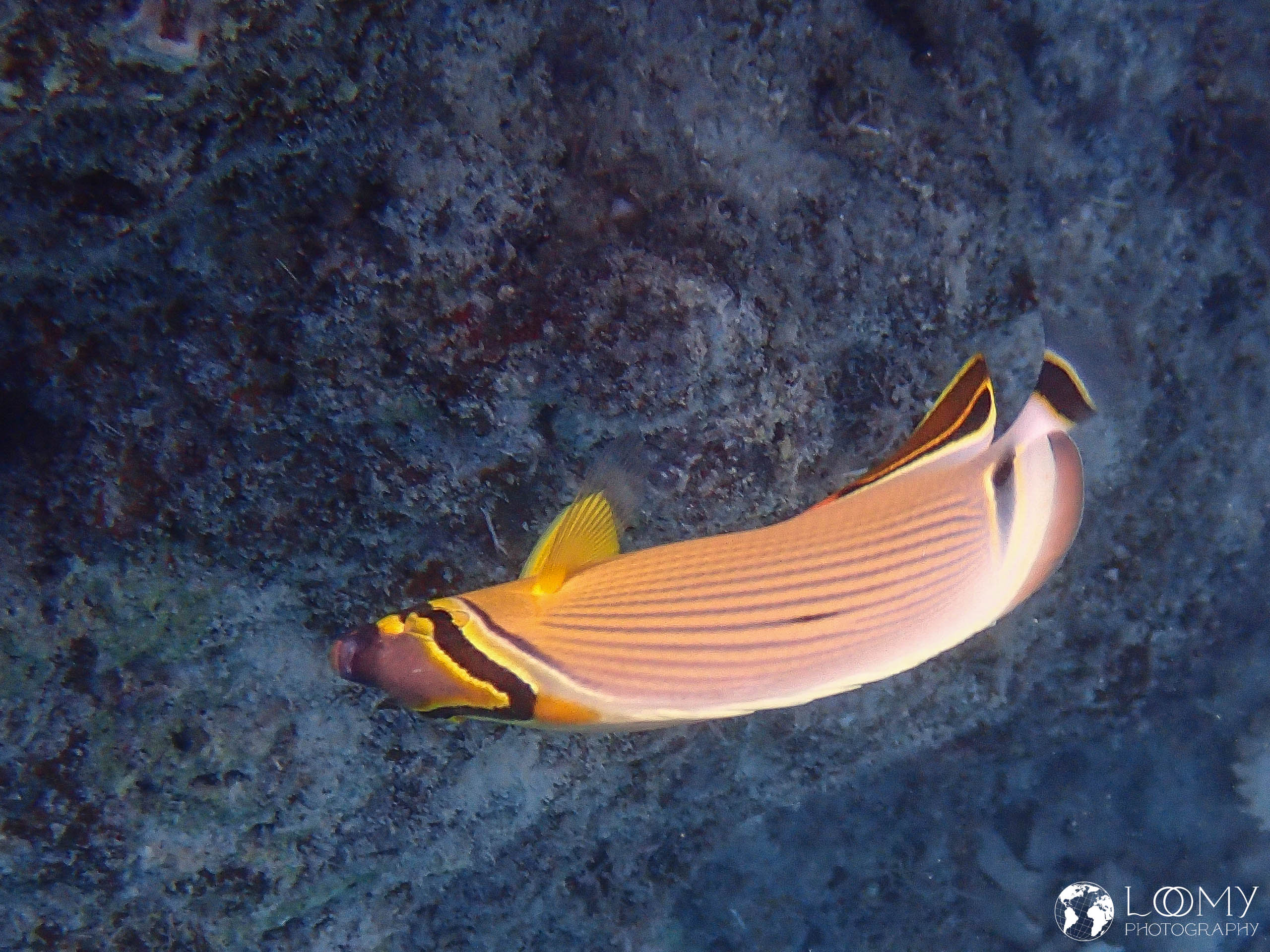 Oval butterflyfish