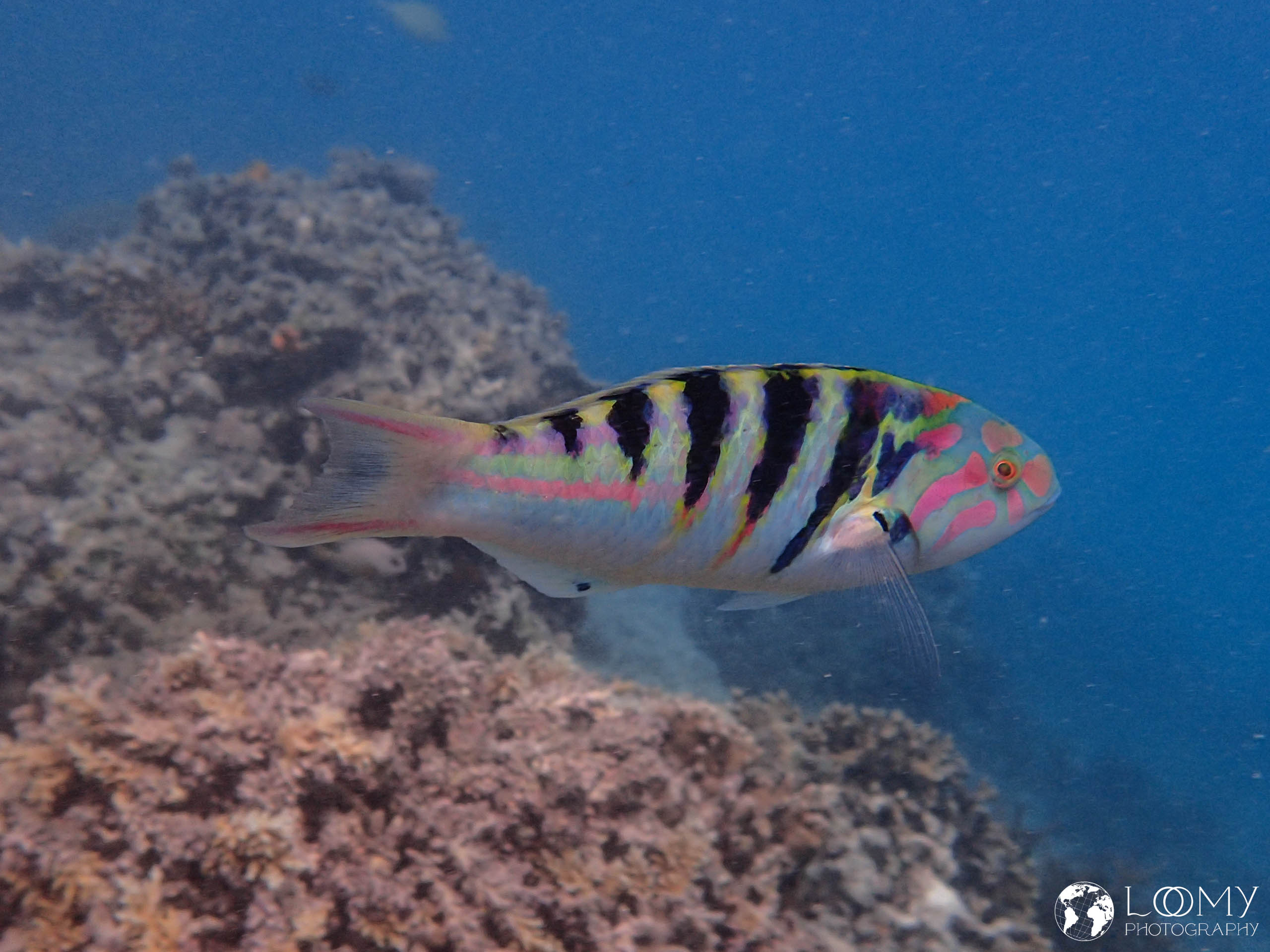 Sixbar wrasse