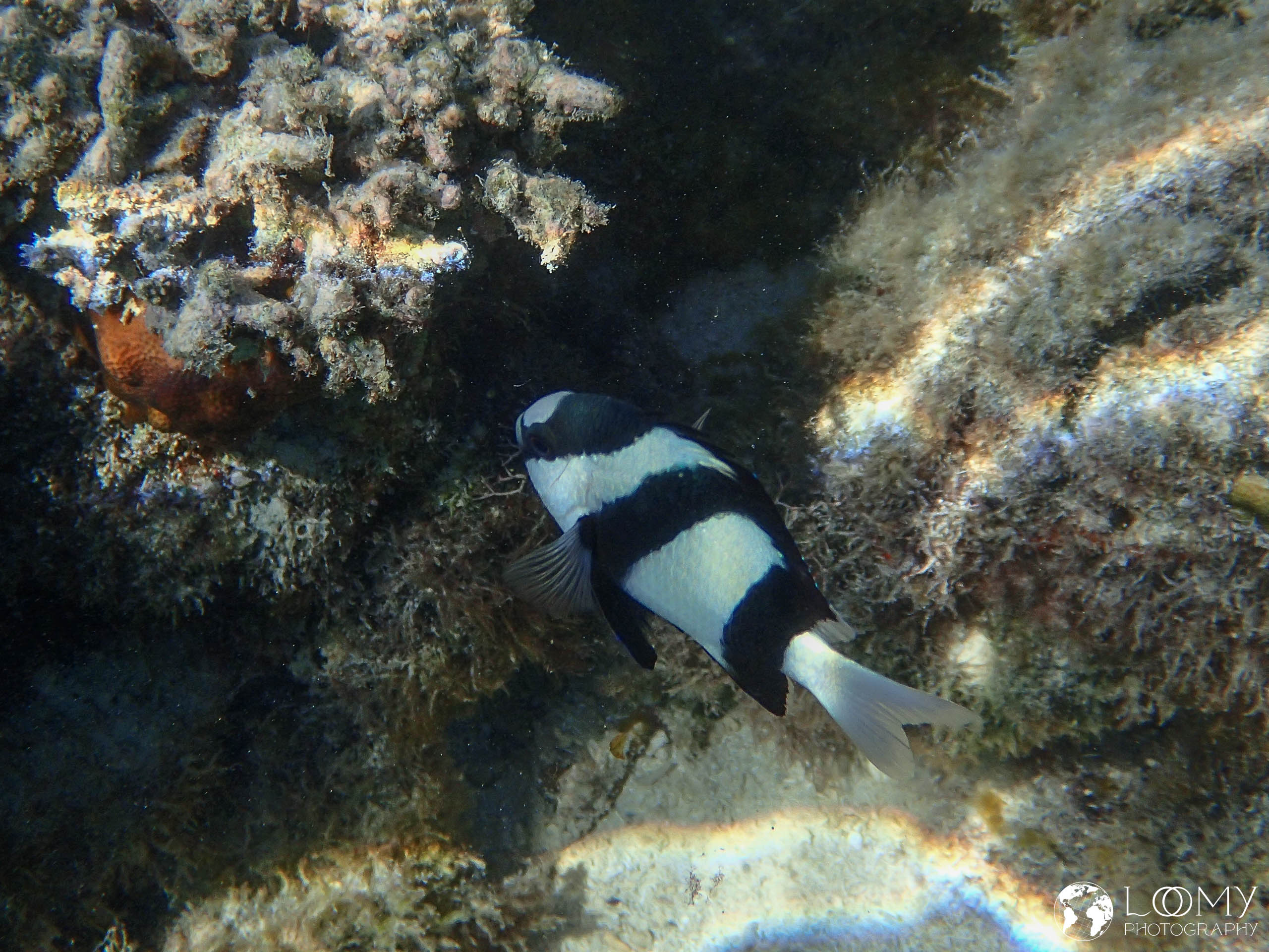 Dreibinden-Preußenfisch