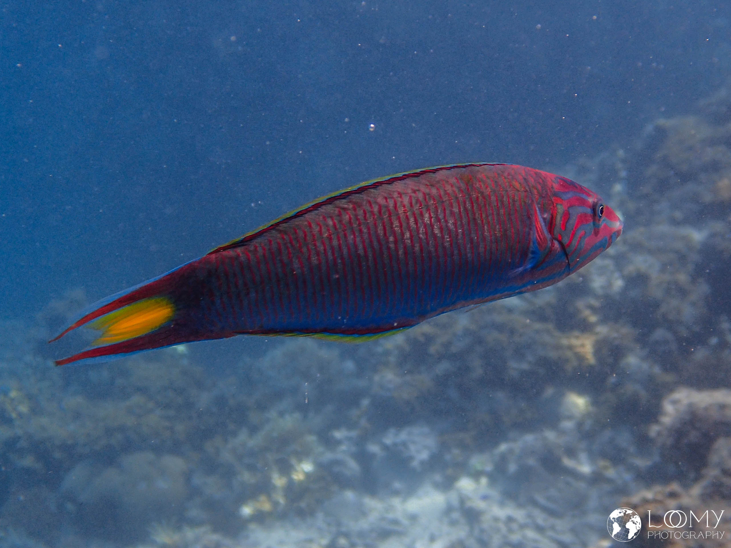 Moon wrasse