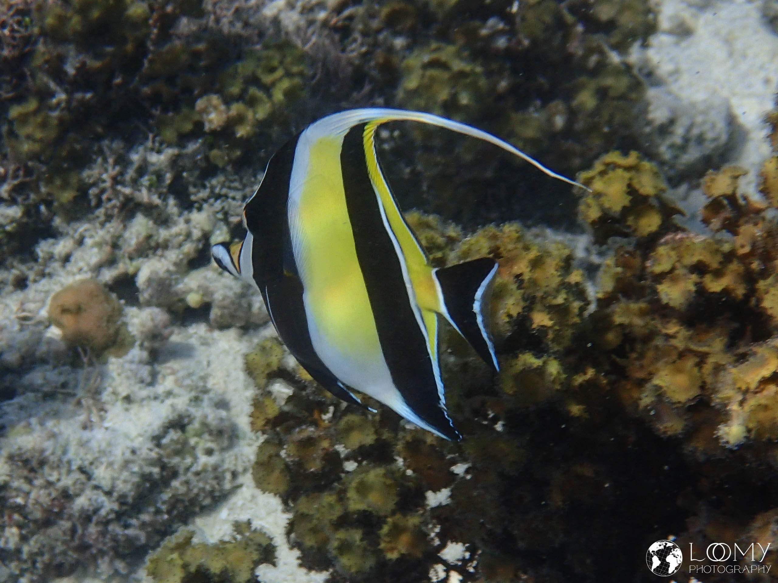 Halfterfisch