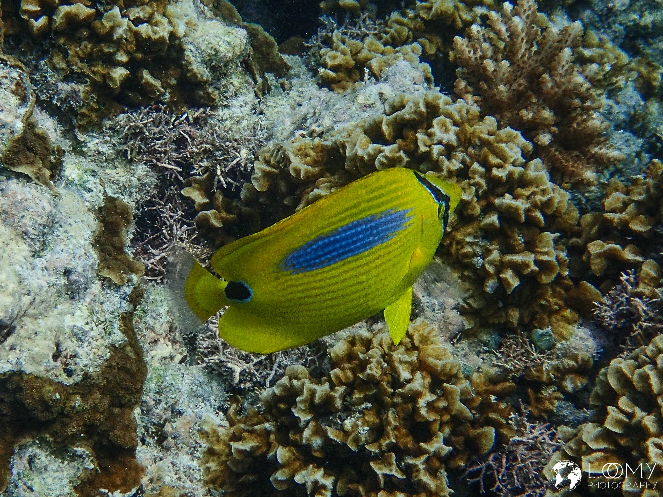Blue-spot butterflyfish