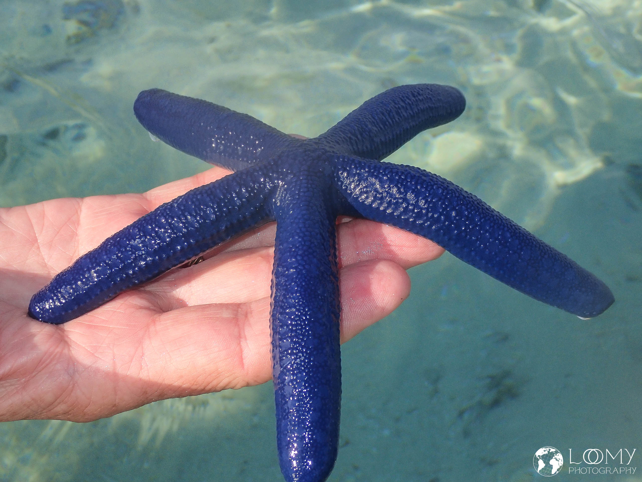 Blauer Seestern
