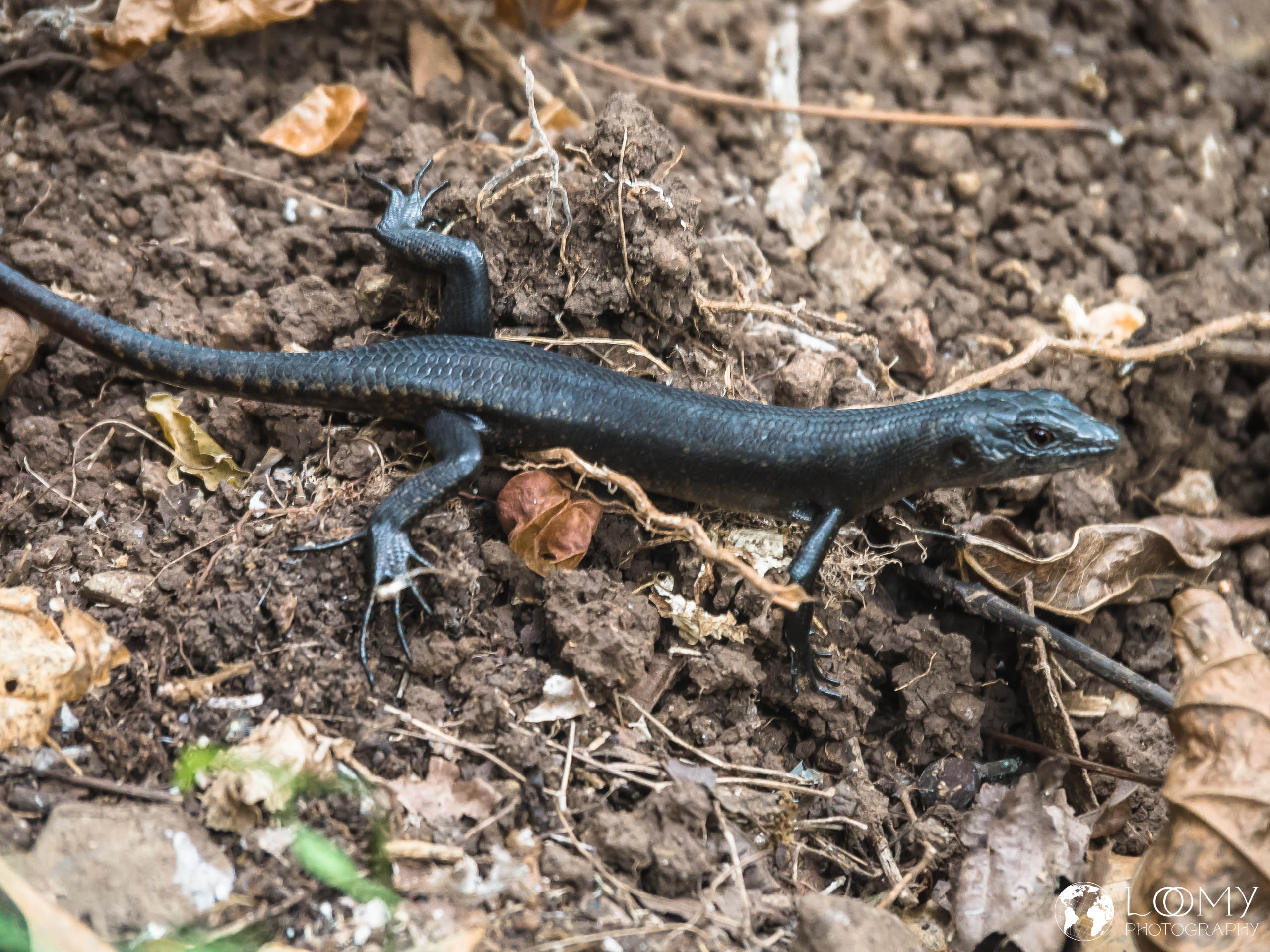 Pacific black skink (piliuli)