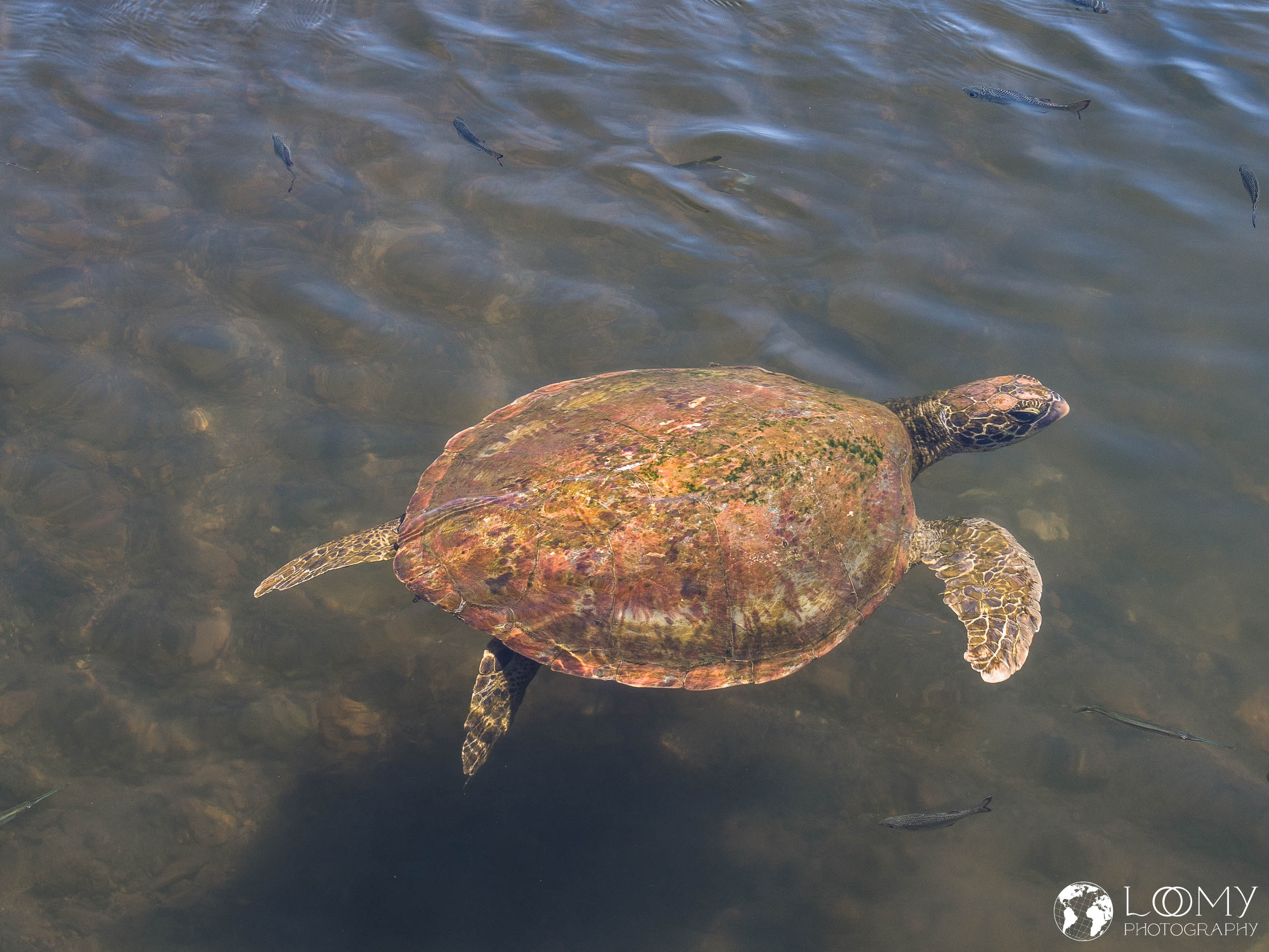Suppenschildkröte