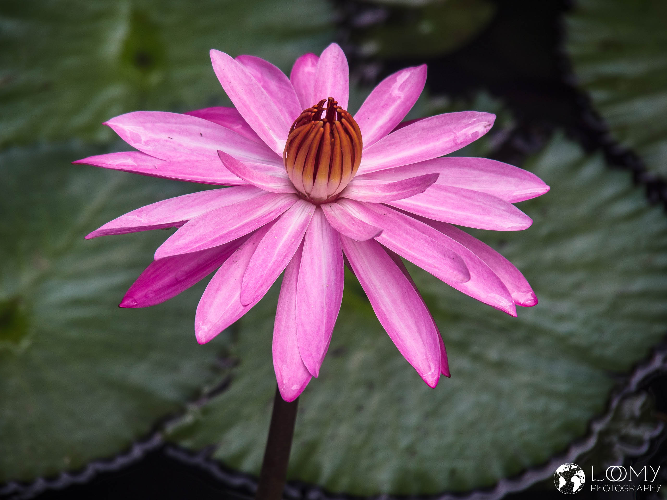 Blue Water Lily
