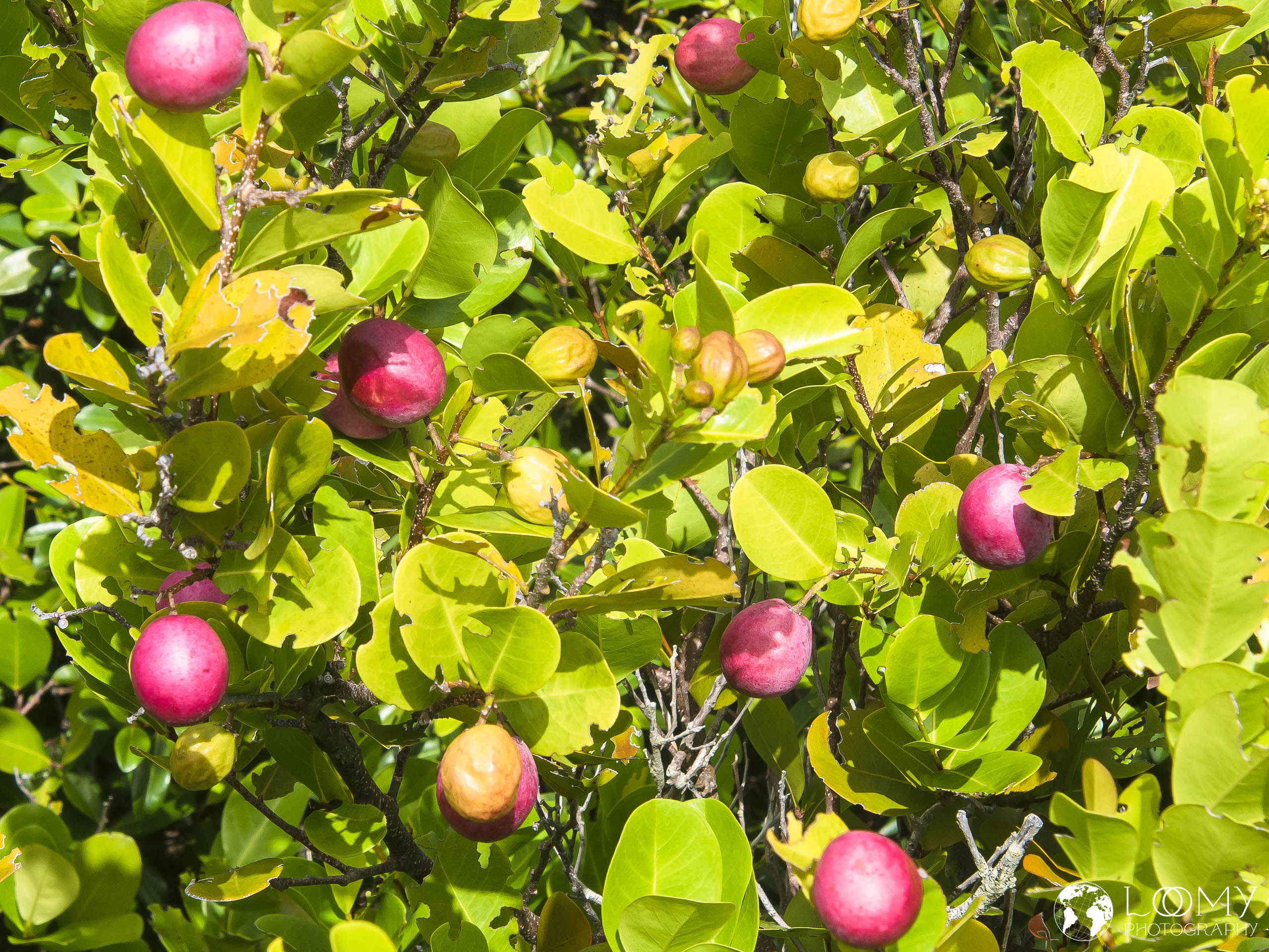 Cocoplum