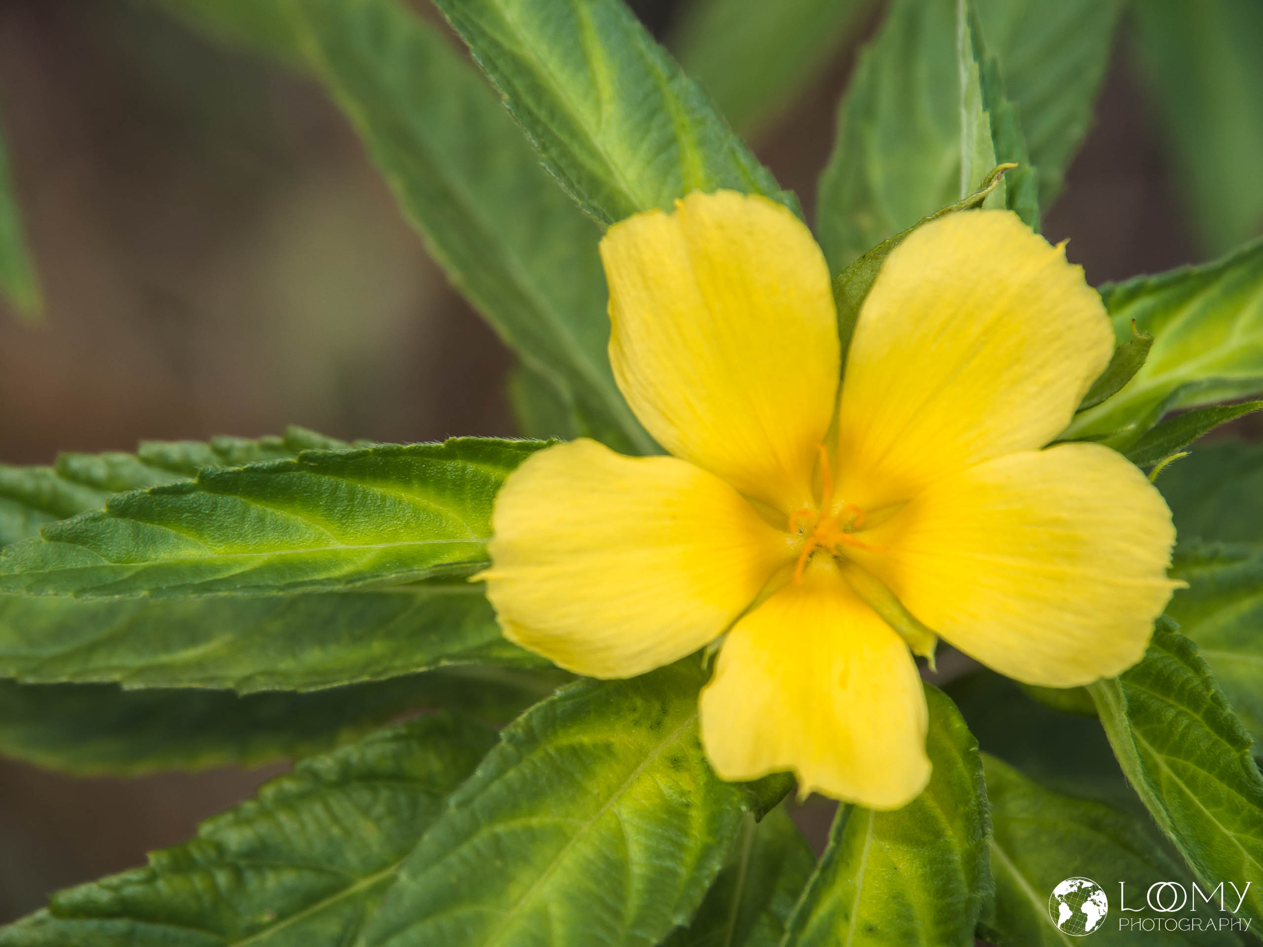 Yello Alder