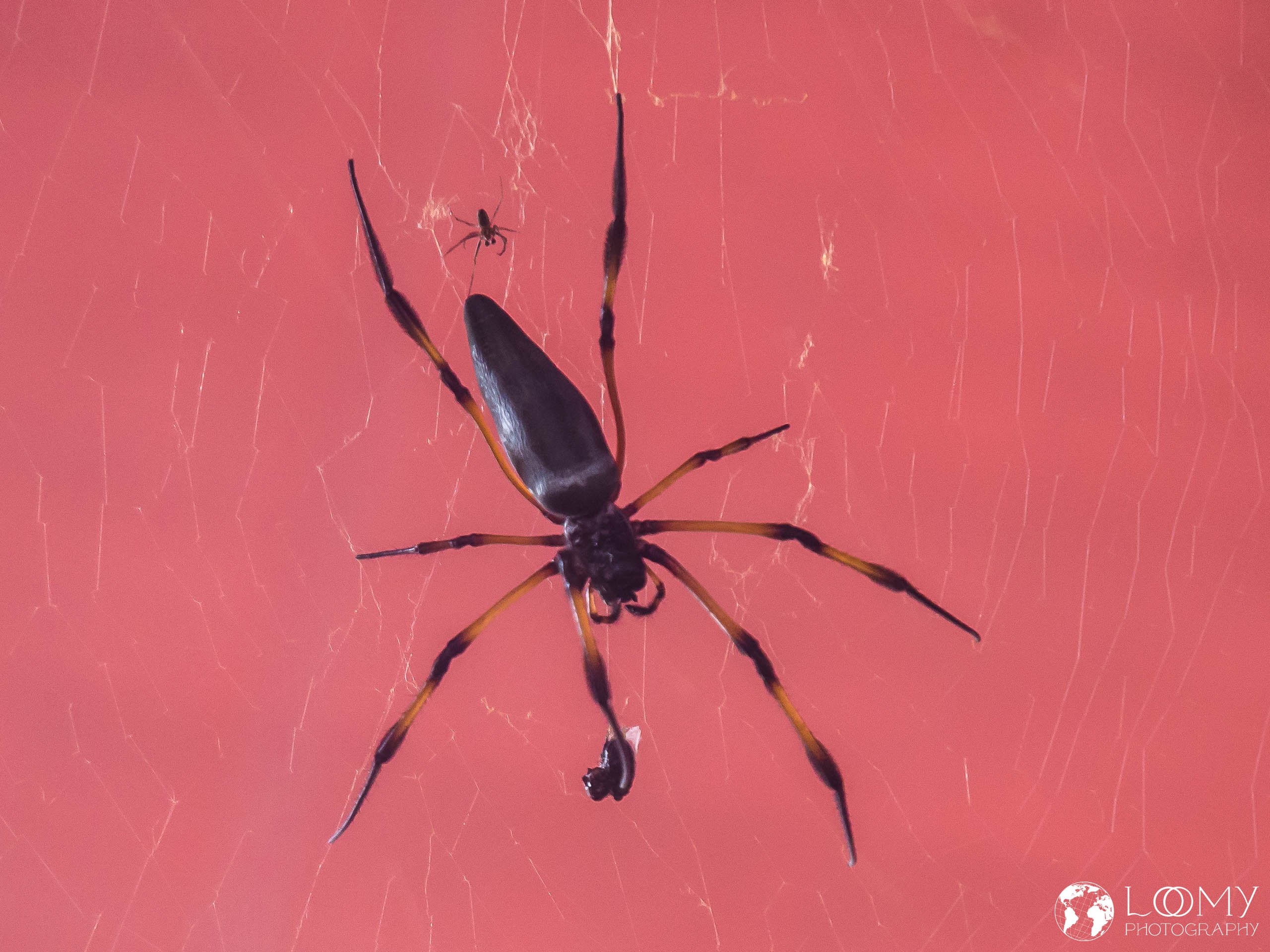 Palmenspinne