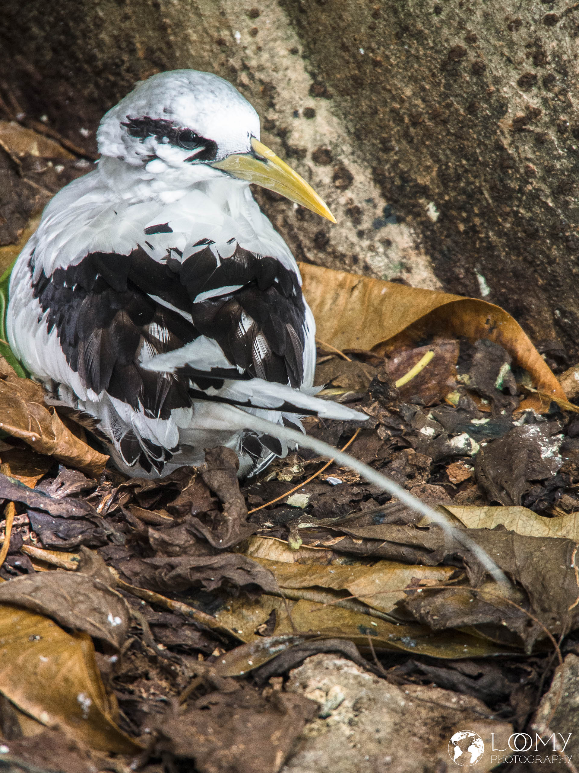Weiss-Tropikvogel