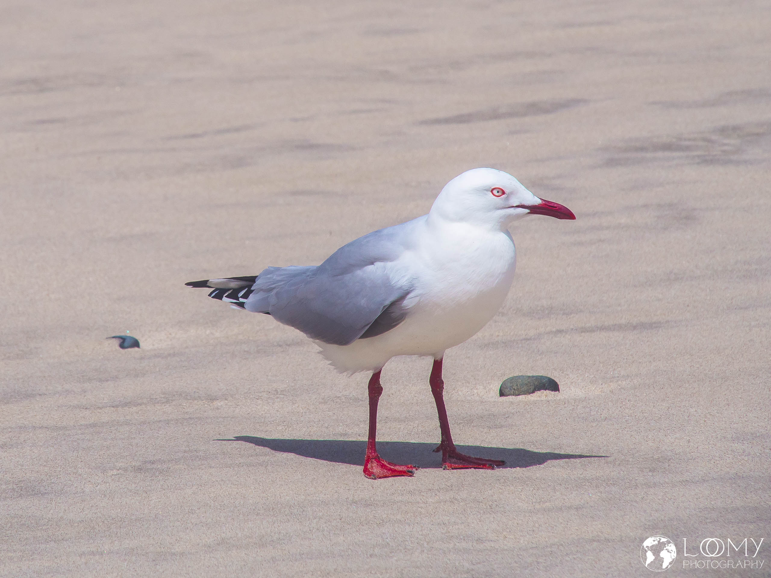 Australische Silbermöwe