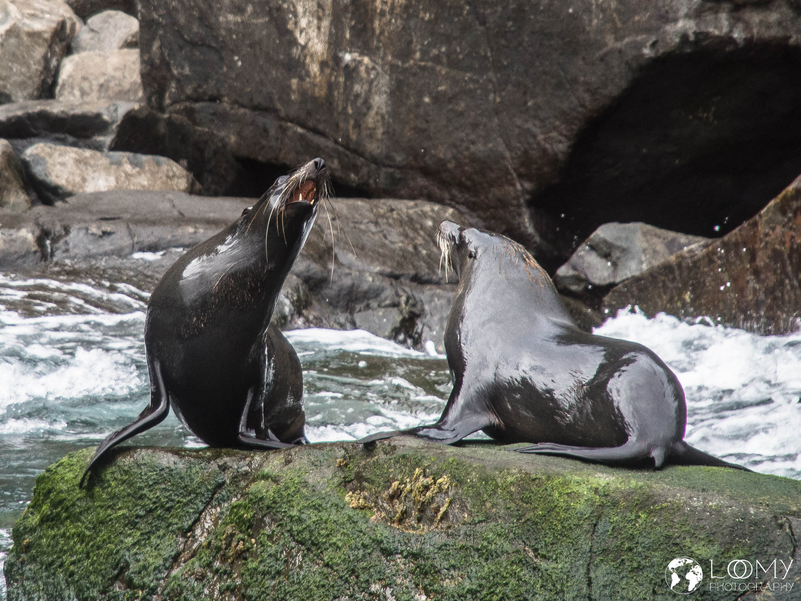 Australischer Seebär