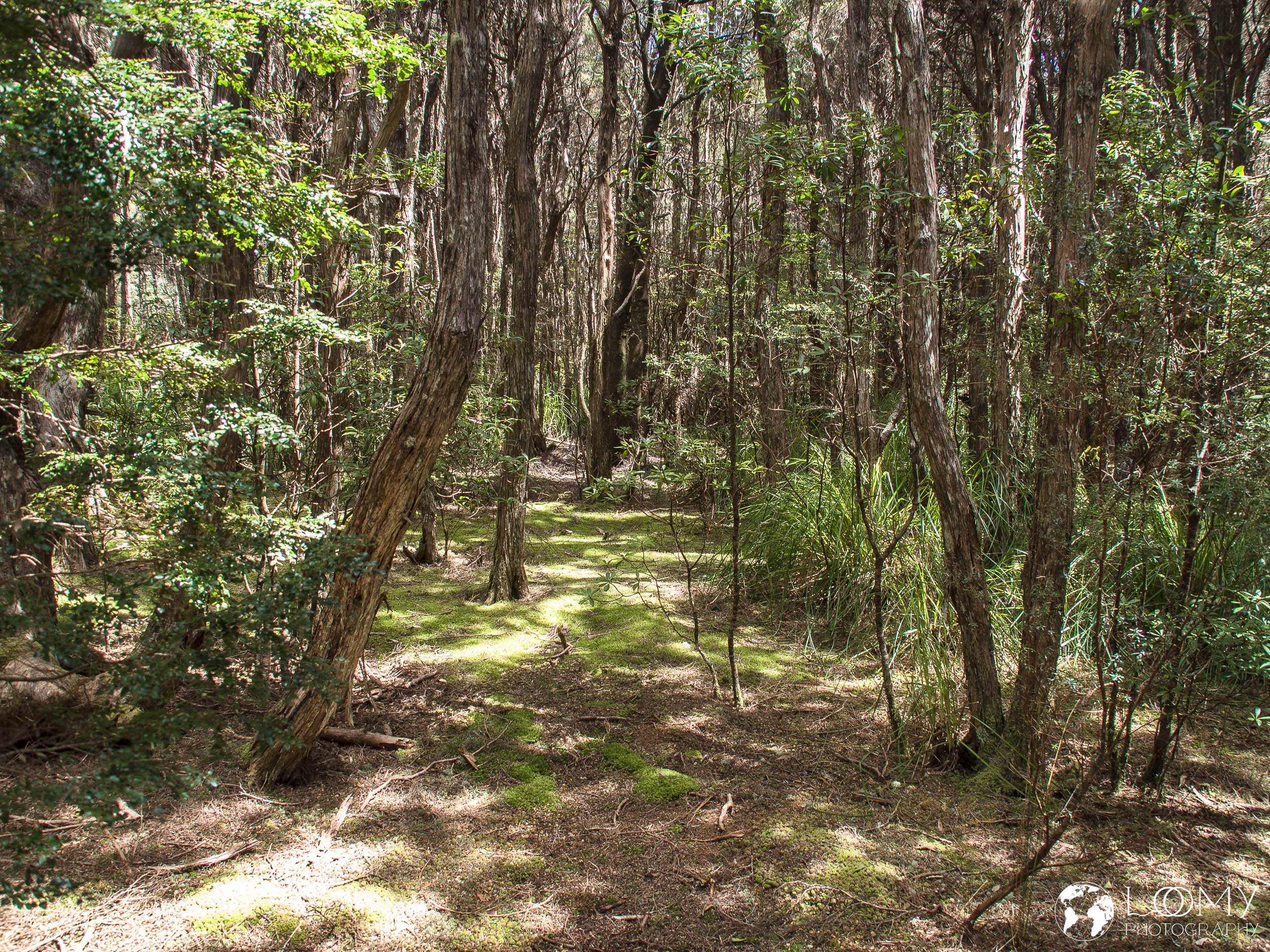 Goblin Forest Walk