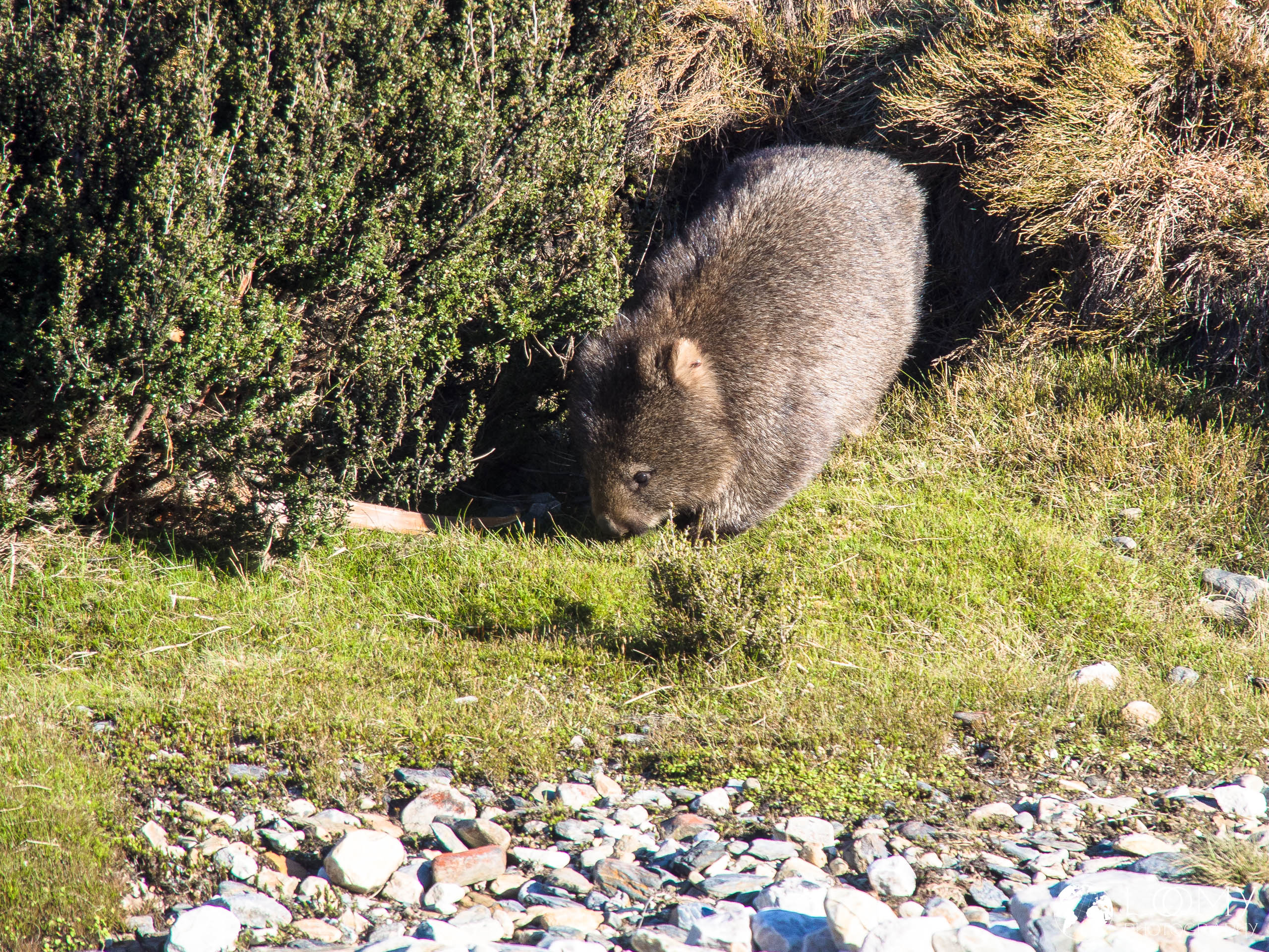 Wombat