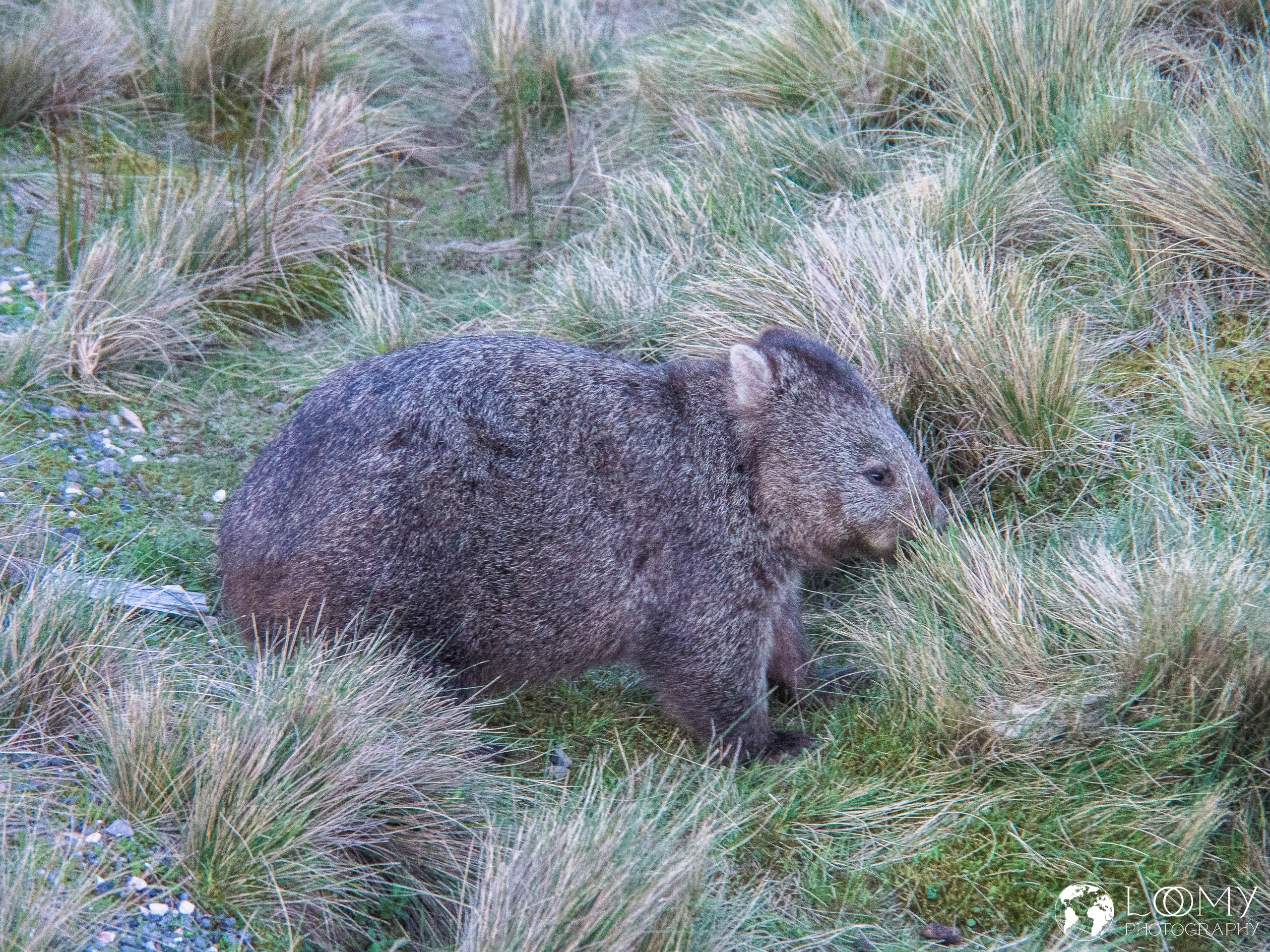 Wombat