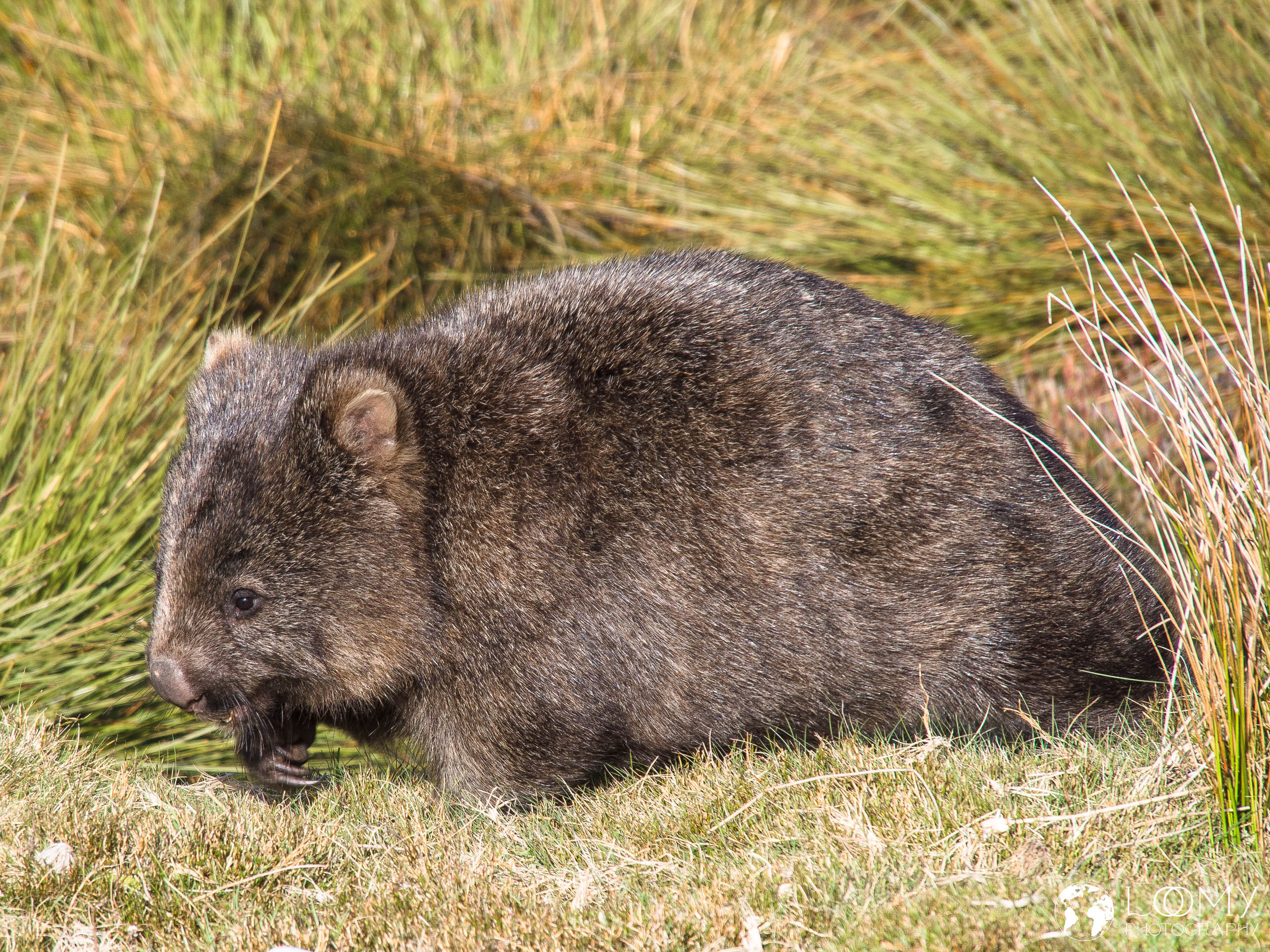 Wombat