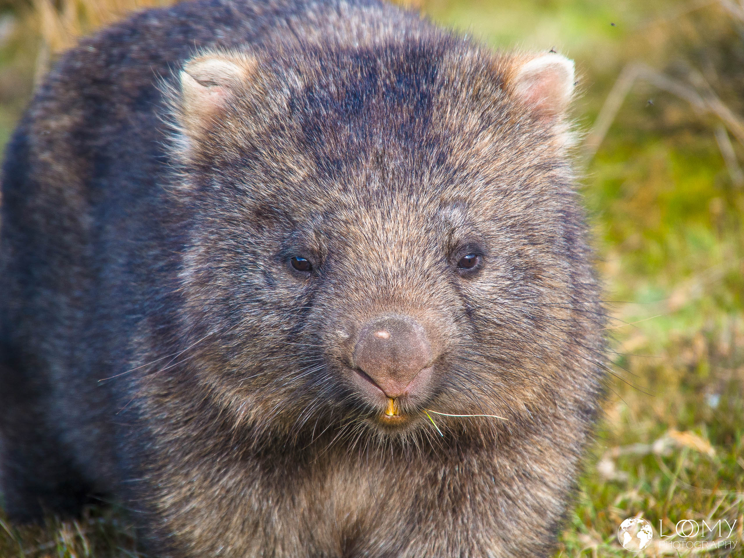 Wombat