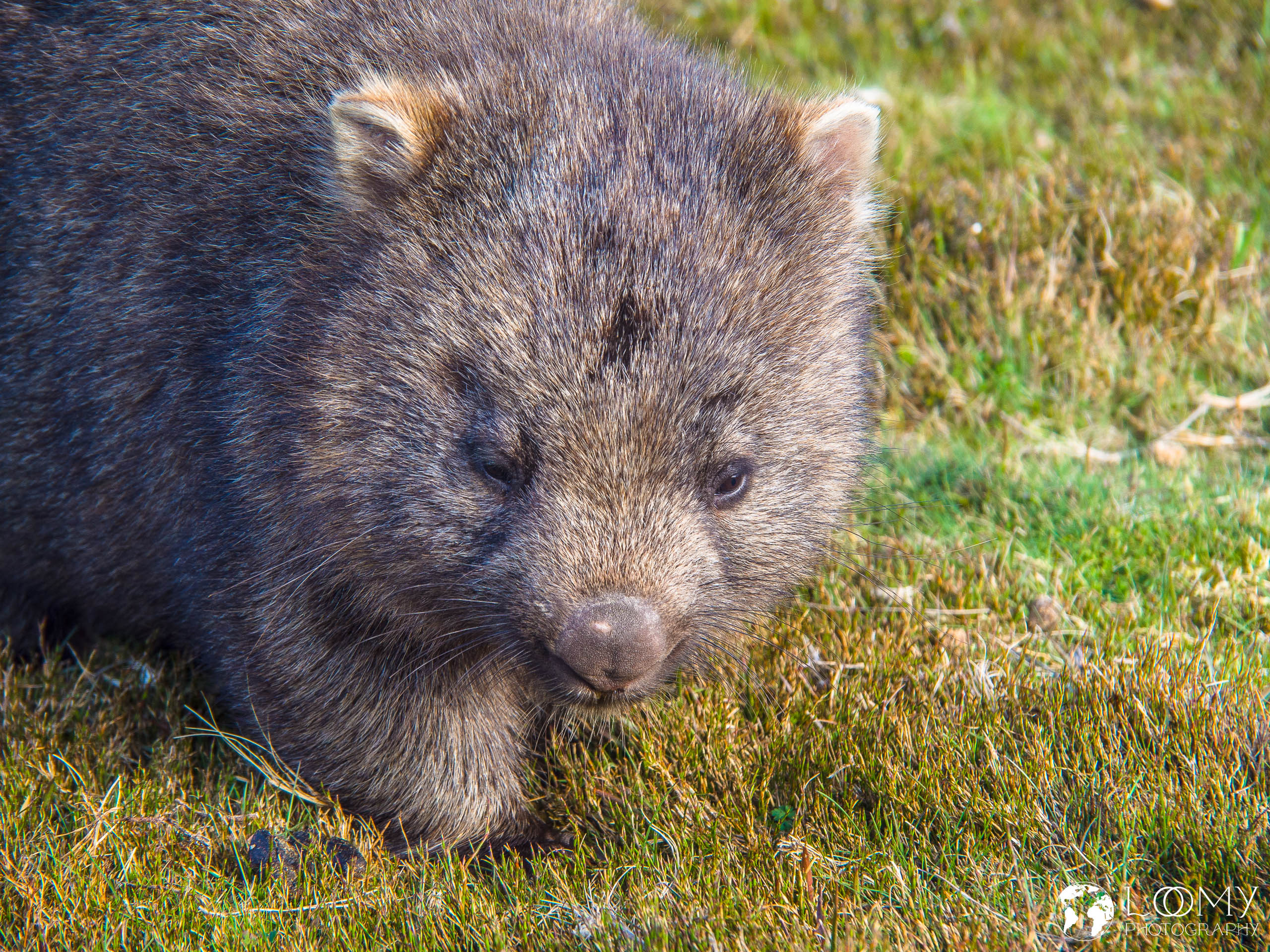 Wombat