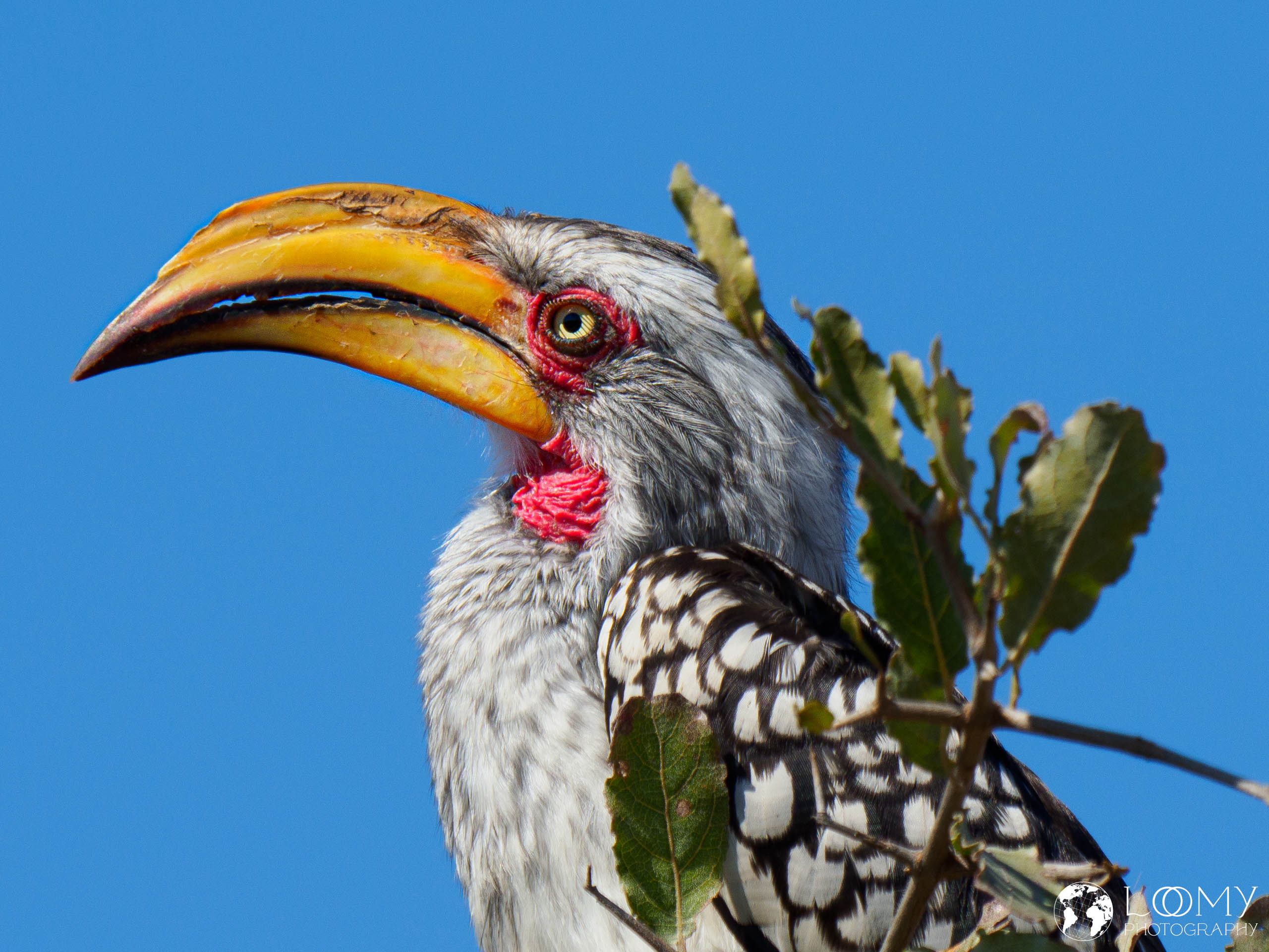 Hwange NP