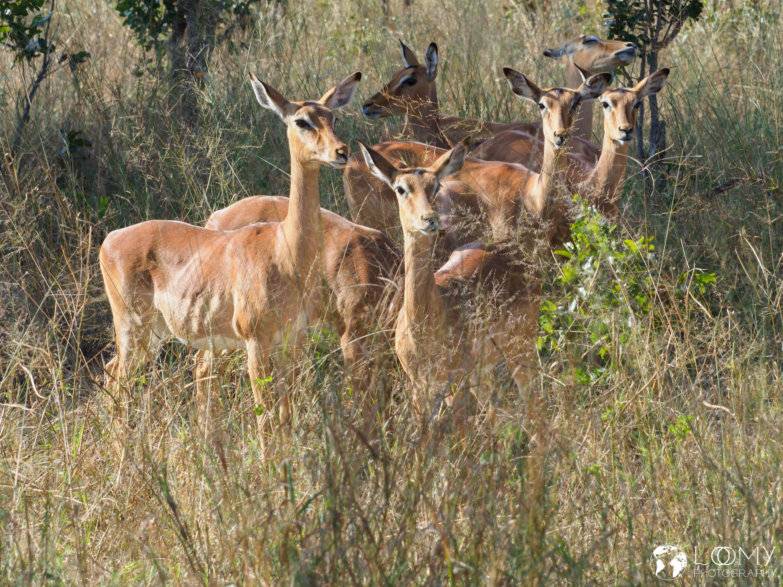 Impalas
