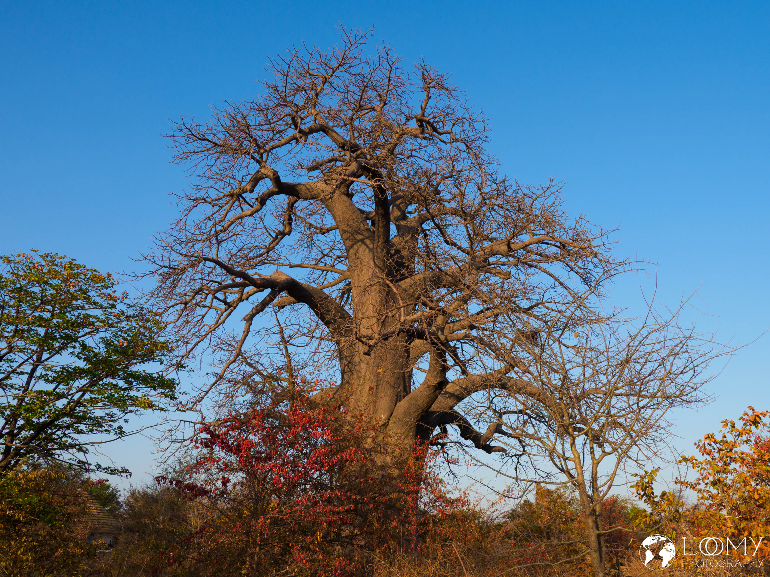 Baobab
