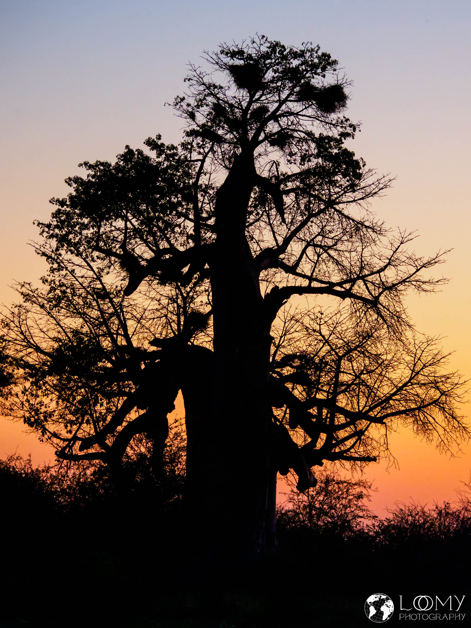 Baobab