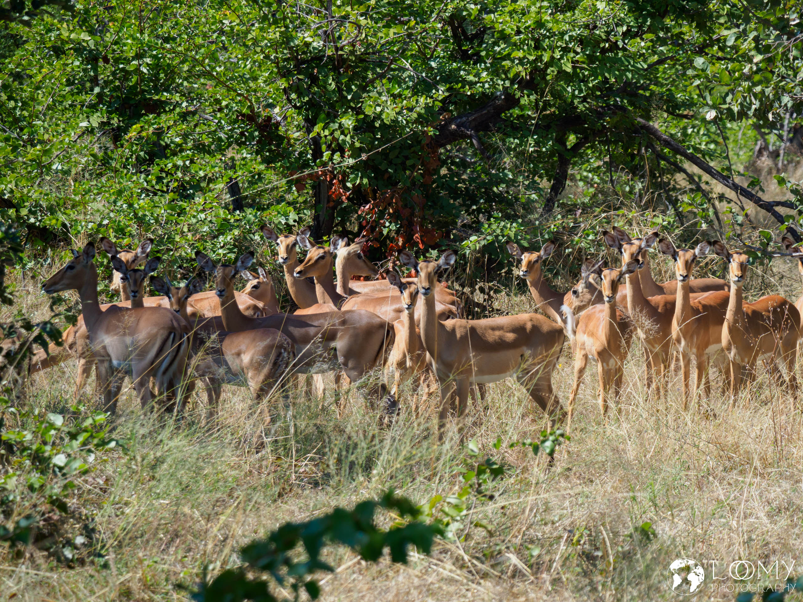 Impalas