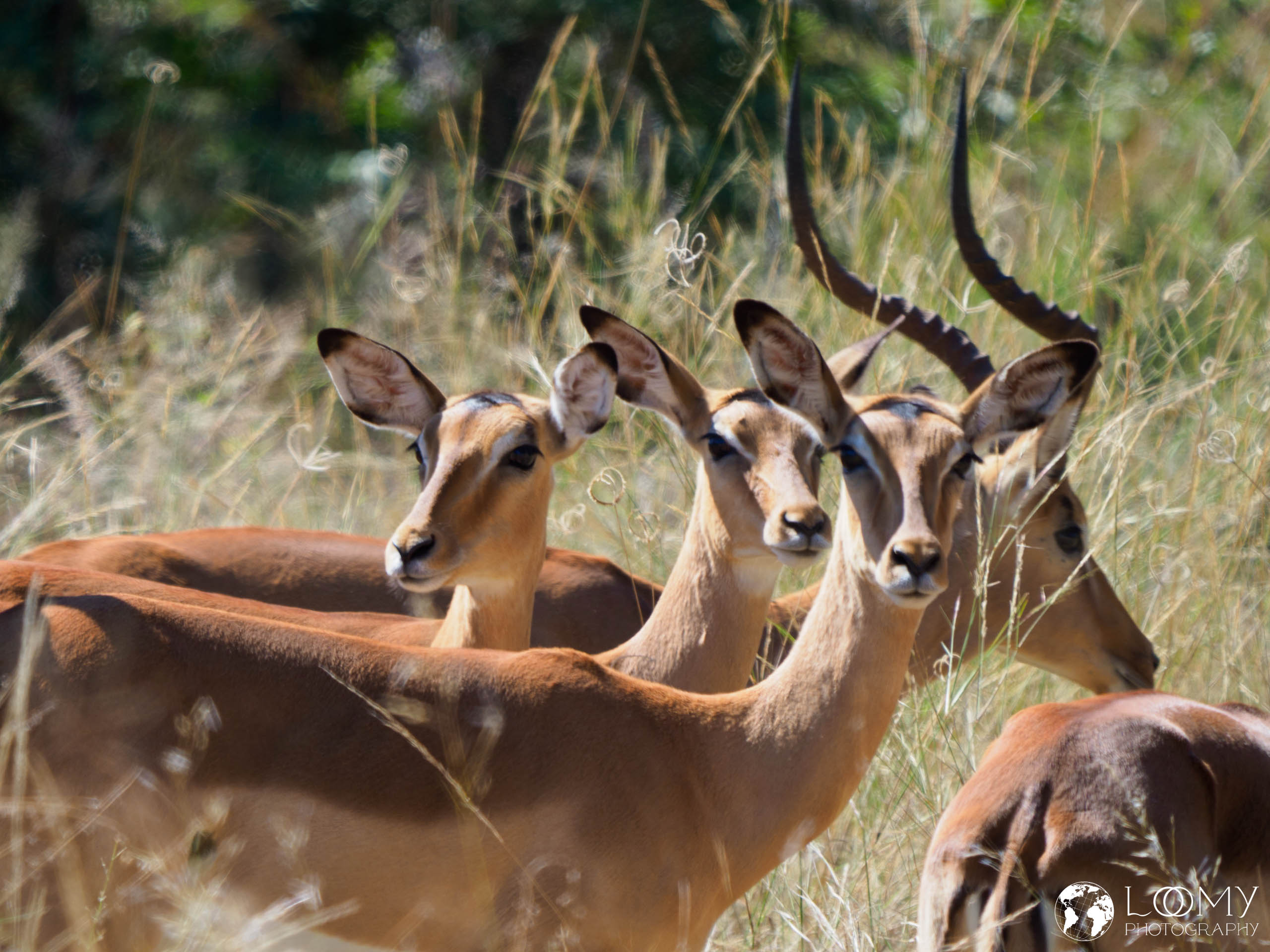 Impalas