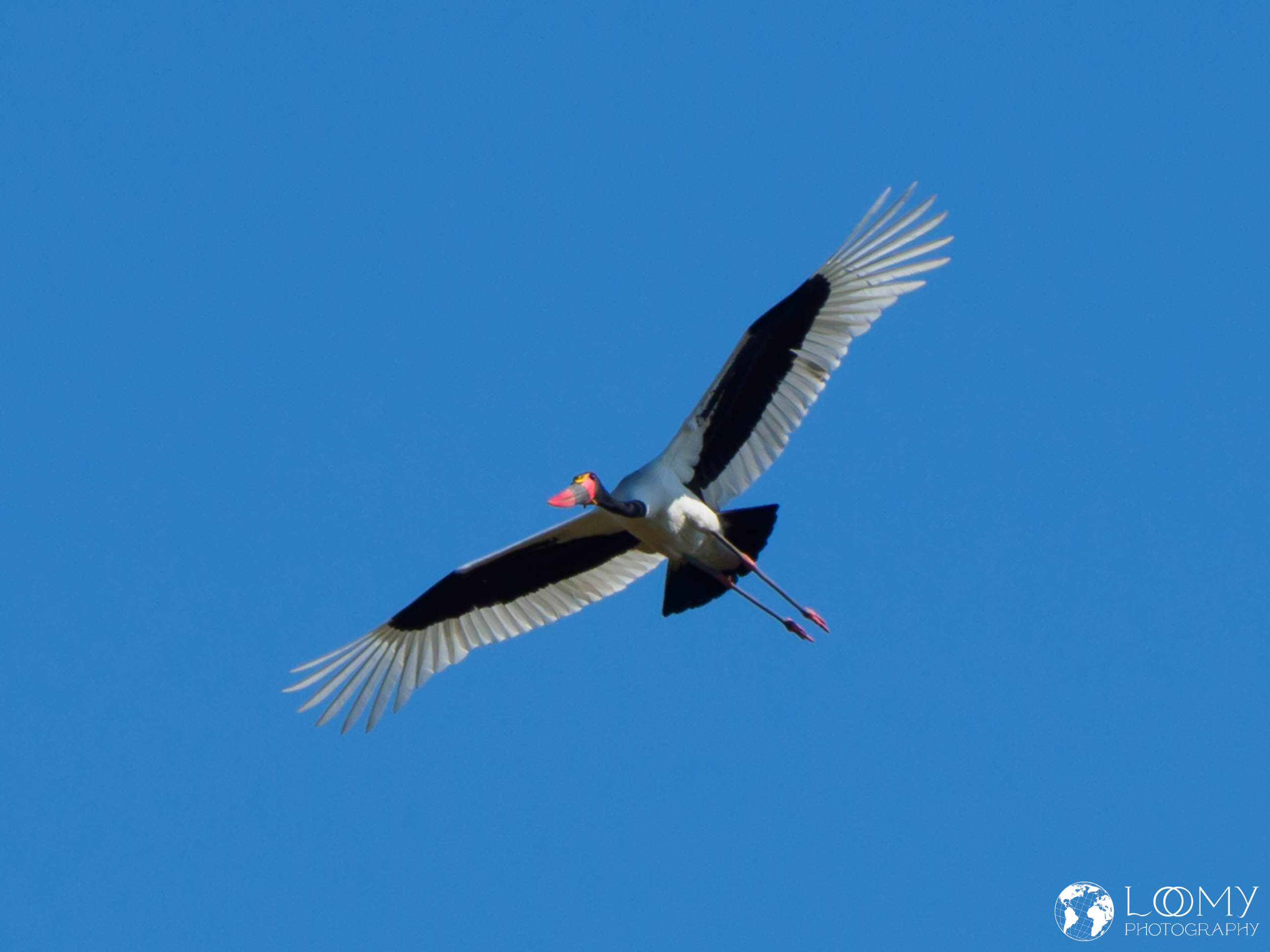 Sattelstorch
