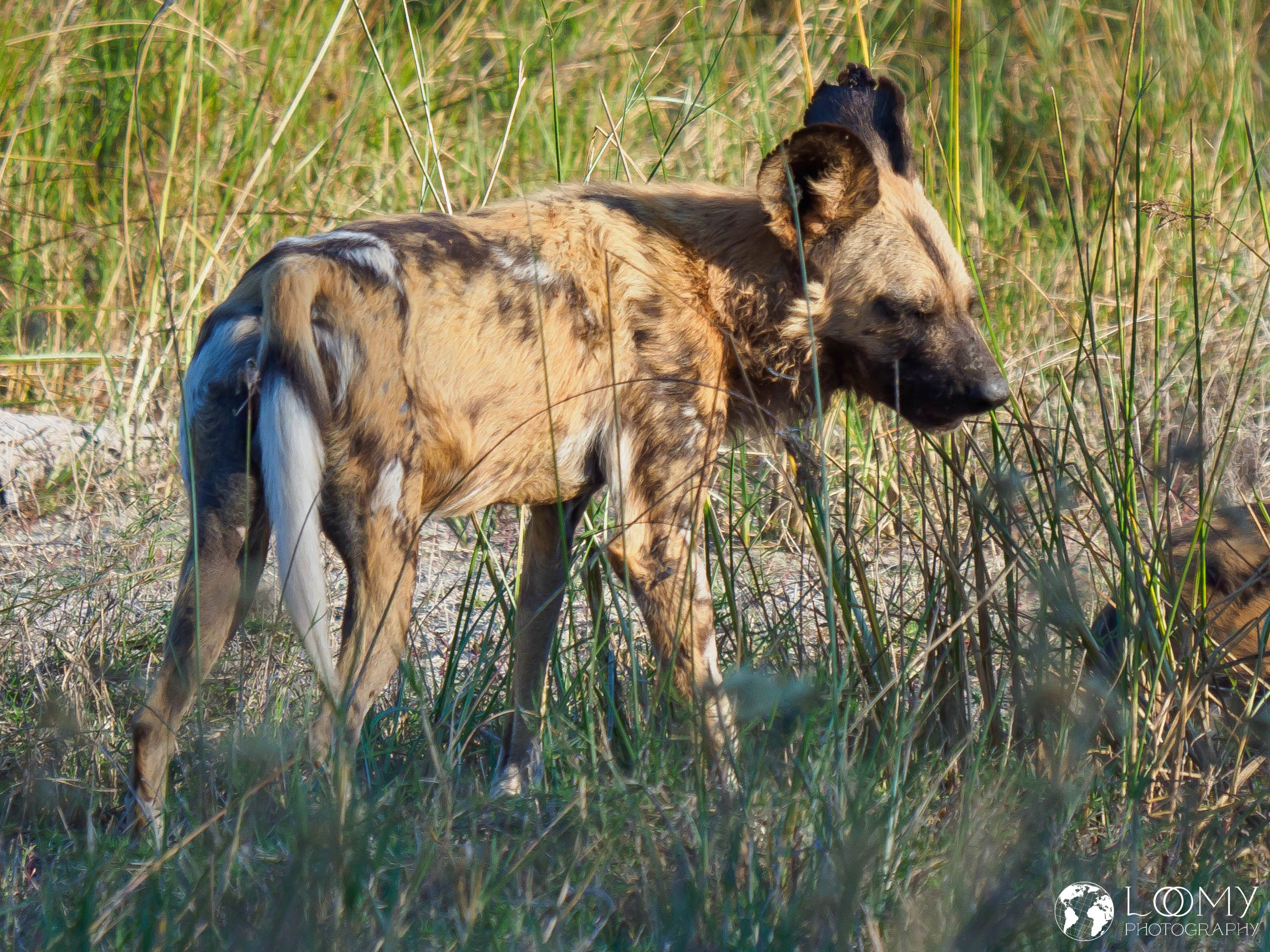 Afrikanischer Wildhund