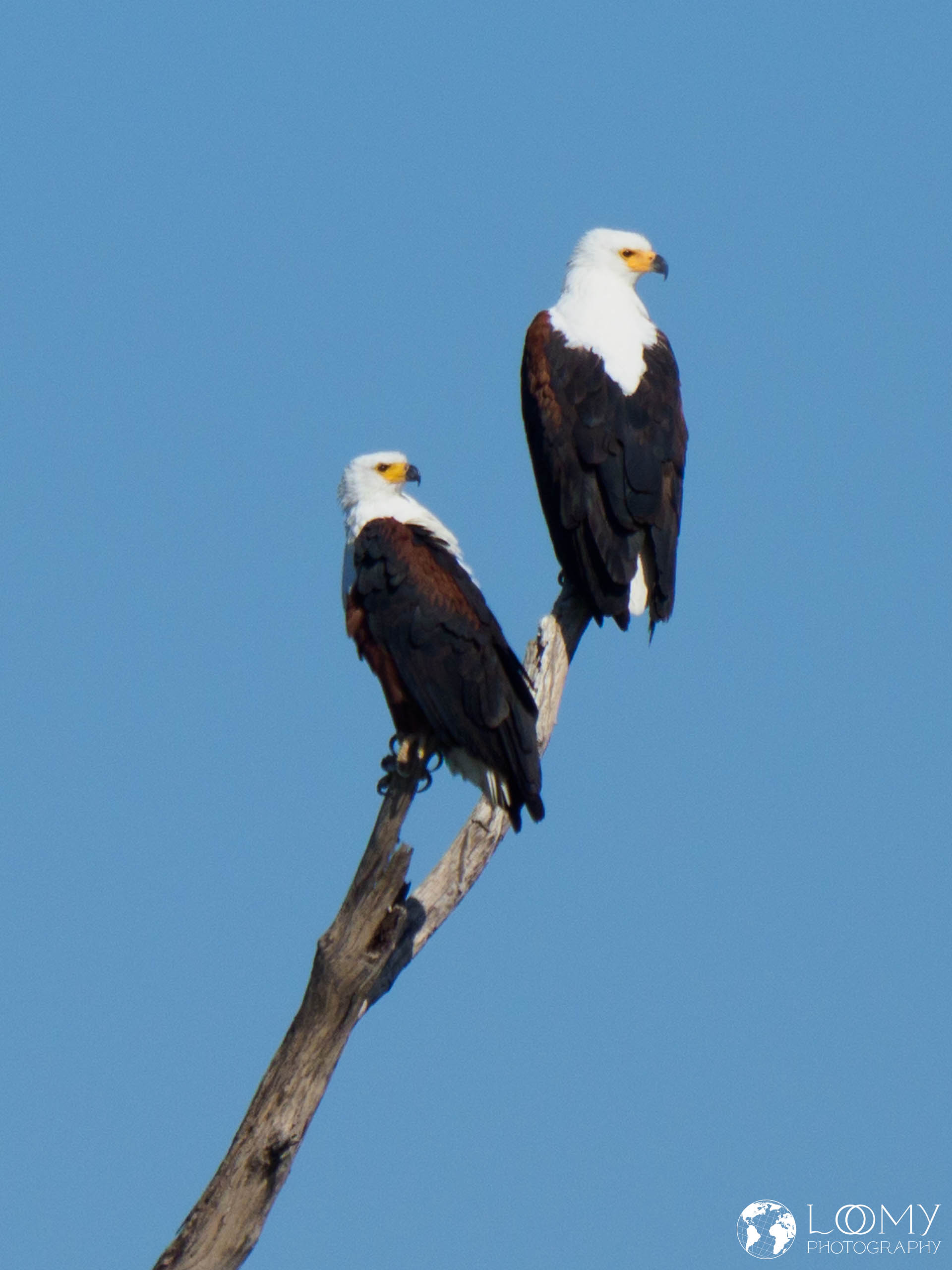 Schreiseeadler