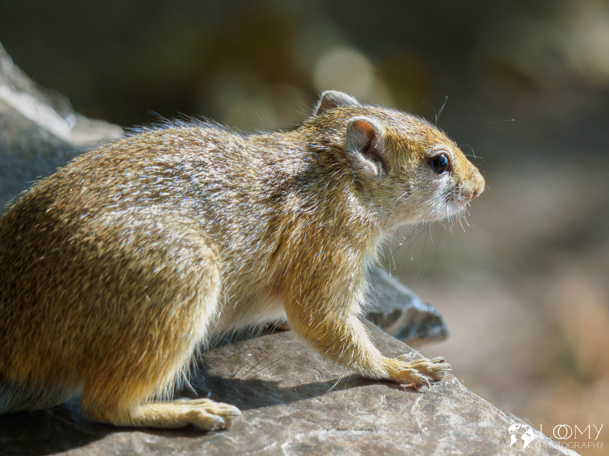 Smith-Buschhörnchen