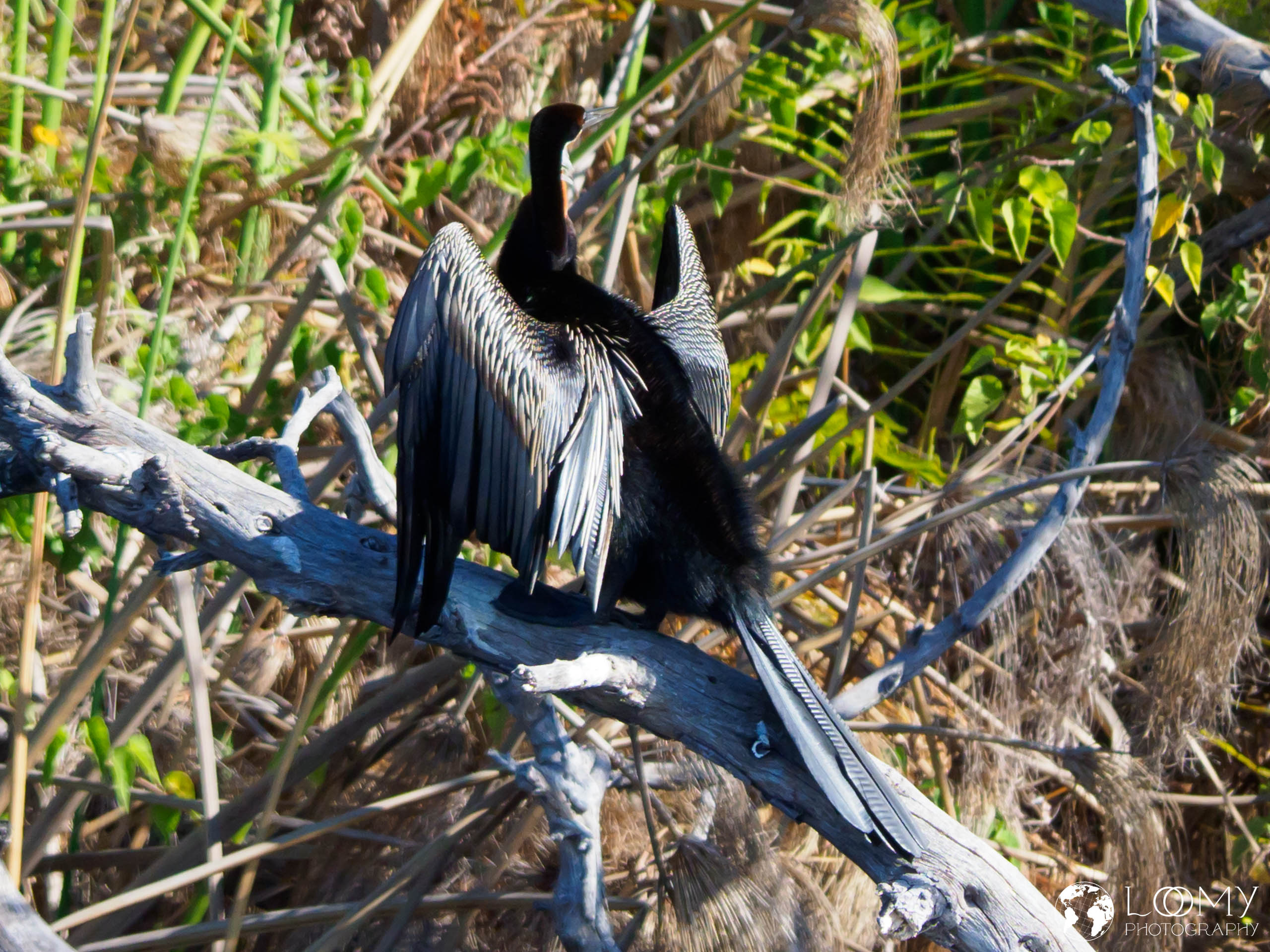 Afrikanischer Schlangenhalsvogel