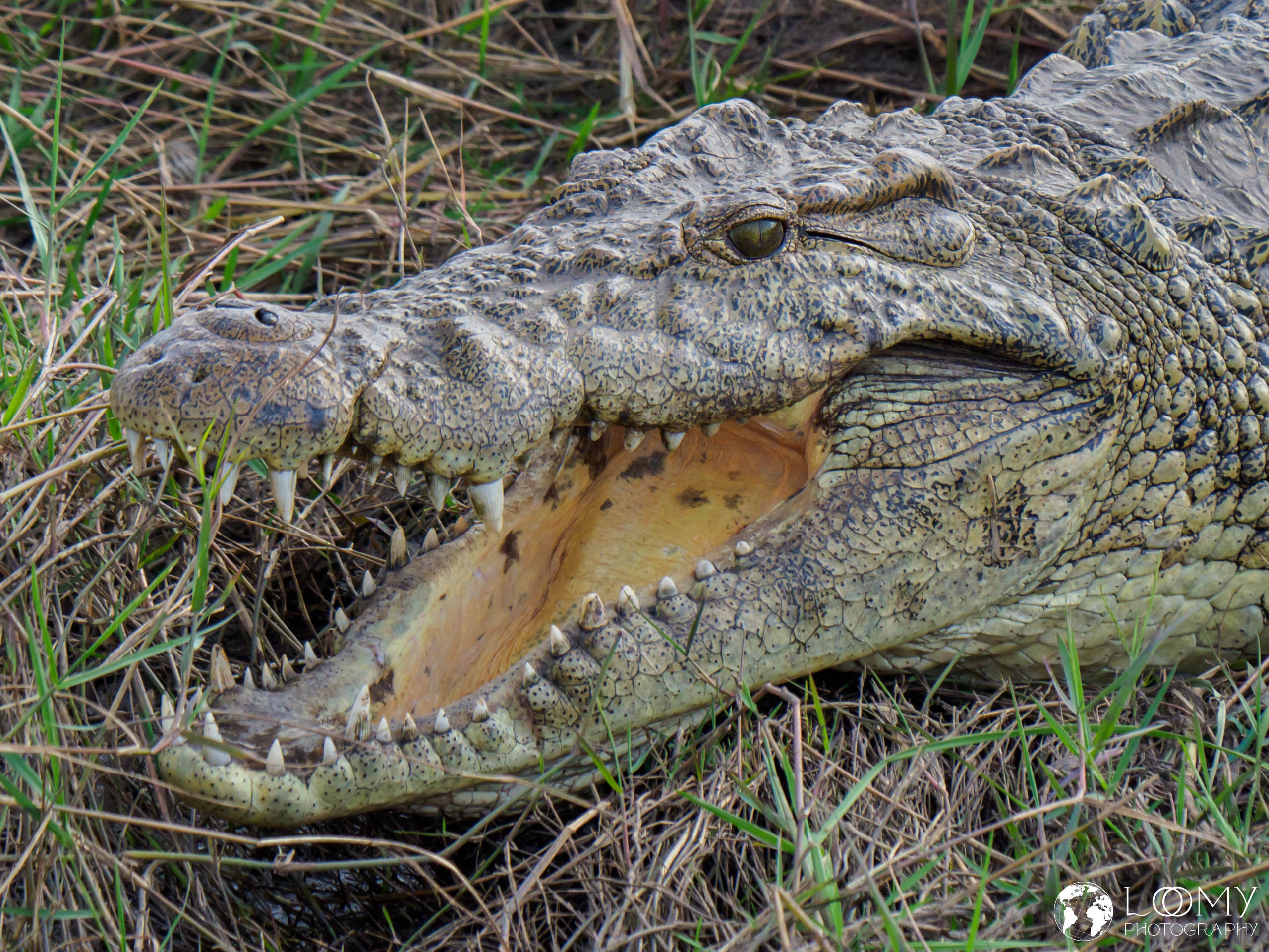 Krokodil