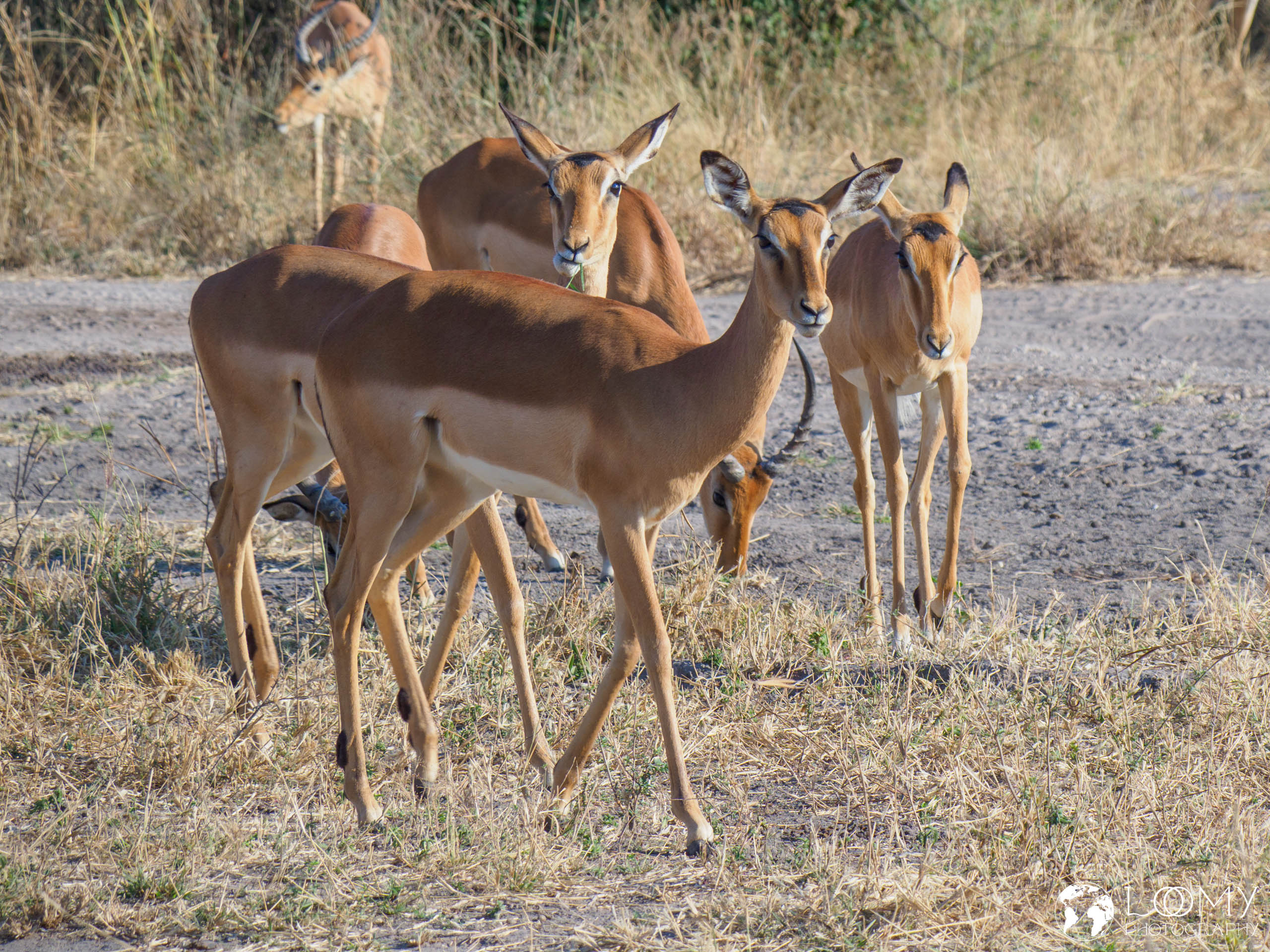Impalas
