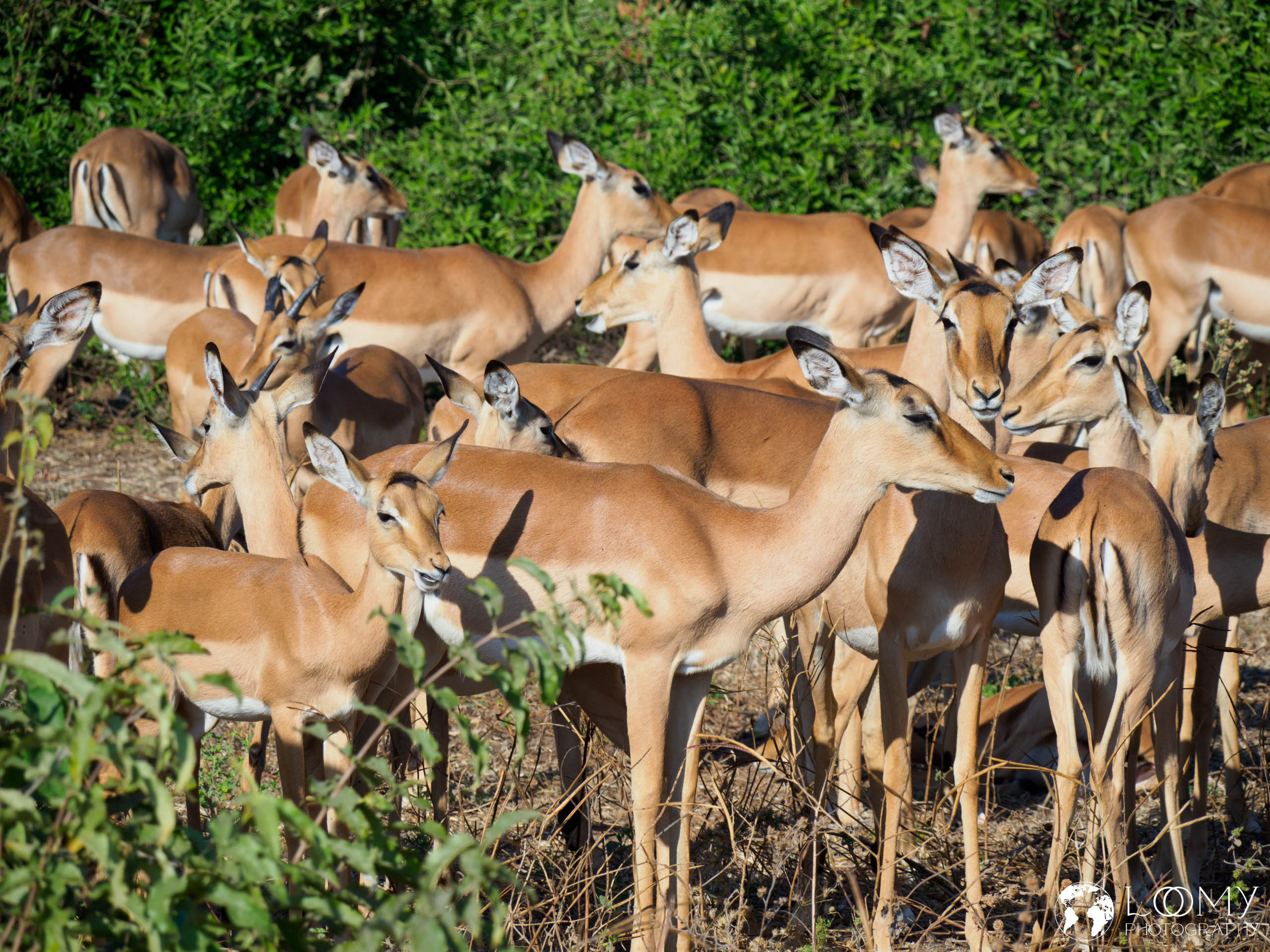 Impalas