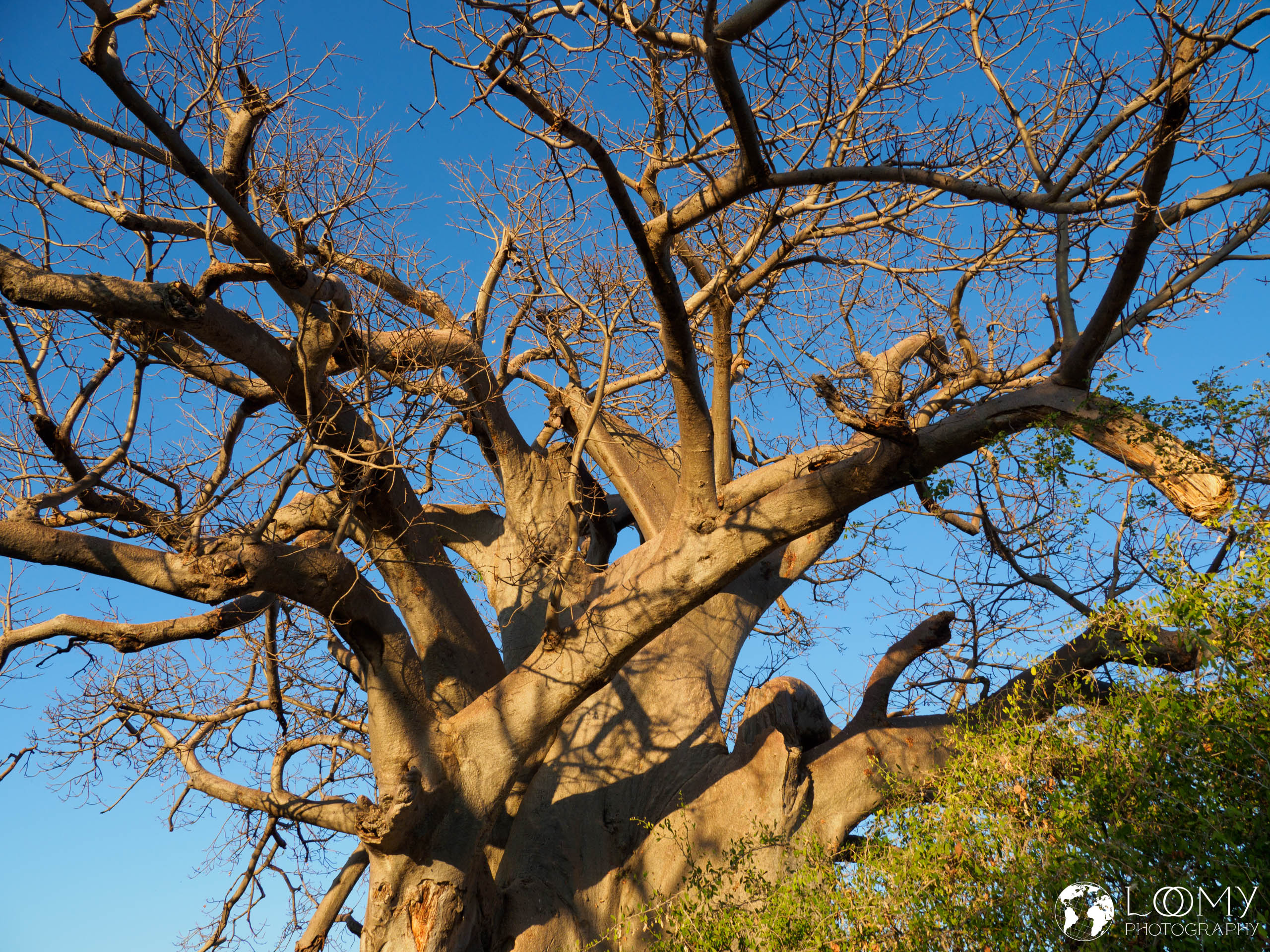 Mahango NP